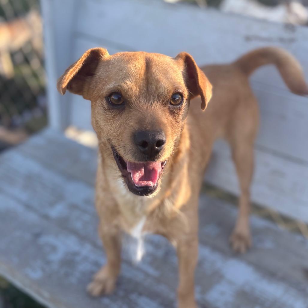 Enlarge Bruno/Scrappy A1040144, a Adoptable Terrier in San Pablo, CA image 1/6