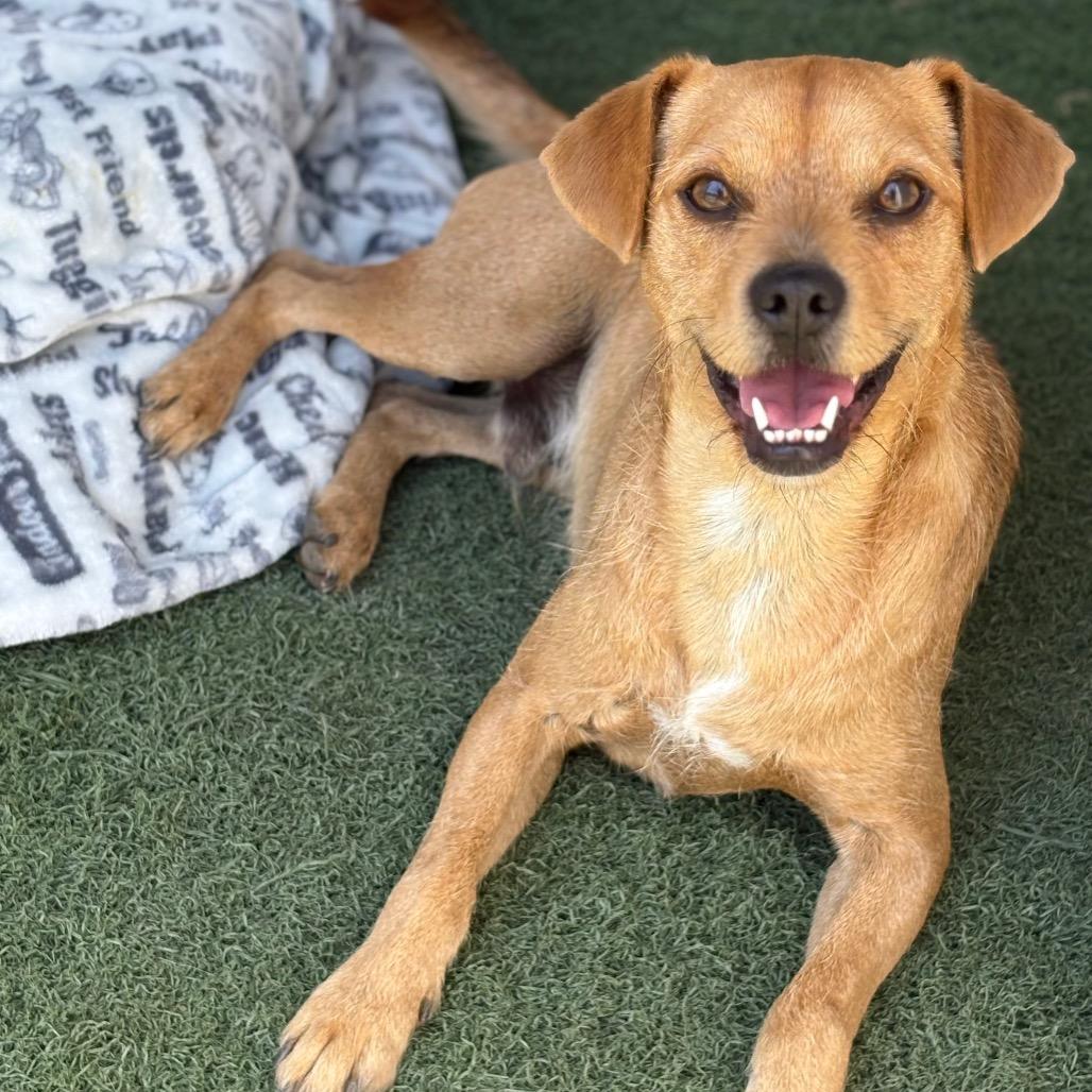 Bruno, Adoptable, Young Male Terrier.