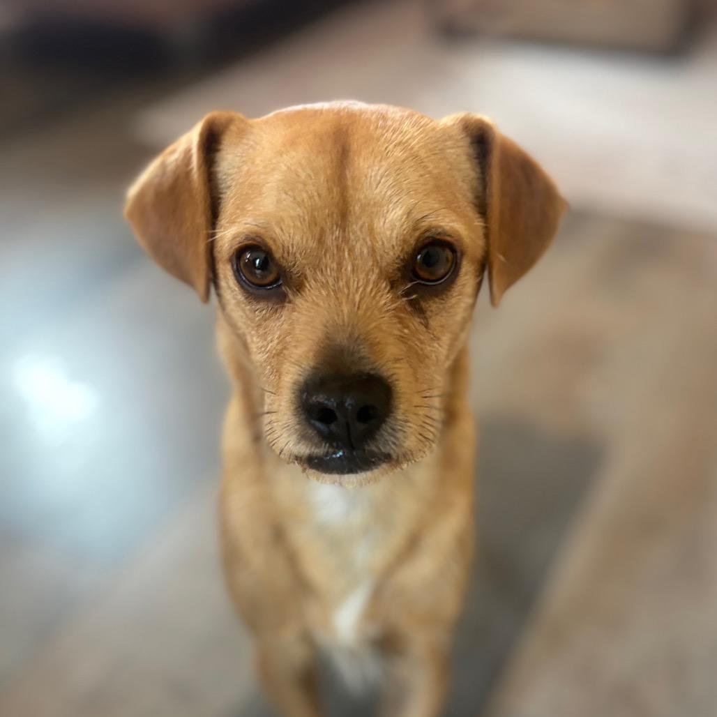 Bruno, Adoptable, Adult Male Terrier.