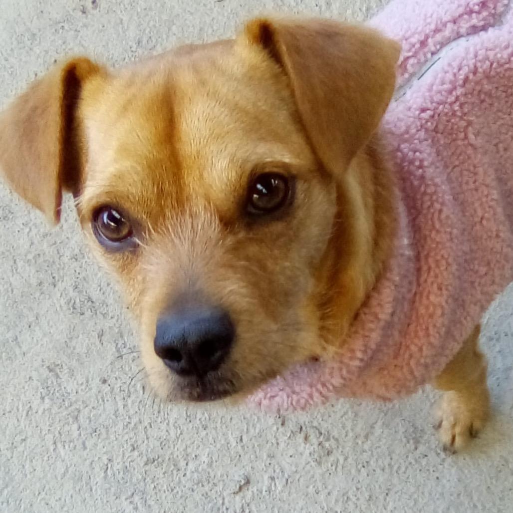 Bruno/Scrappy A1040144, Adoptable, Young Male Terrier.