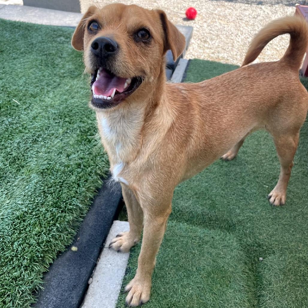 Enlarge Bruno/Scrappy A1040144, a Adoptable Terrier in San Pablo, CA image 2/6