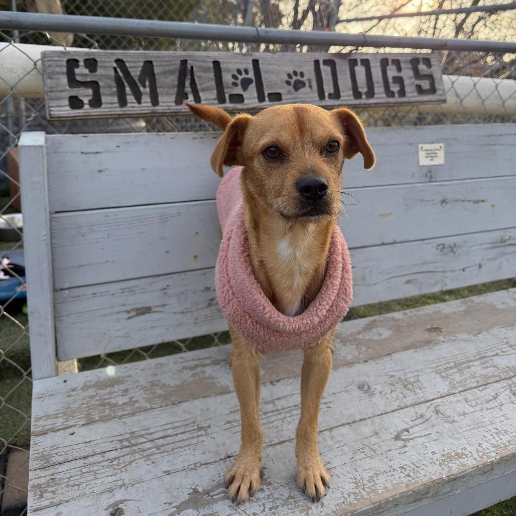 Bruno/Scrappy A1040144, a Adoptable Terrier in San Pablo, CA image 2/4