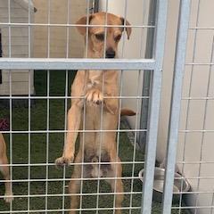 Bruno/Scrappy A1040144, a Adoptable Terrier in San Pablo, CA image 3/4