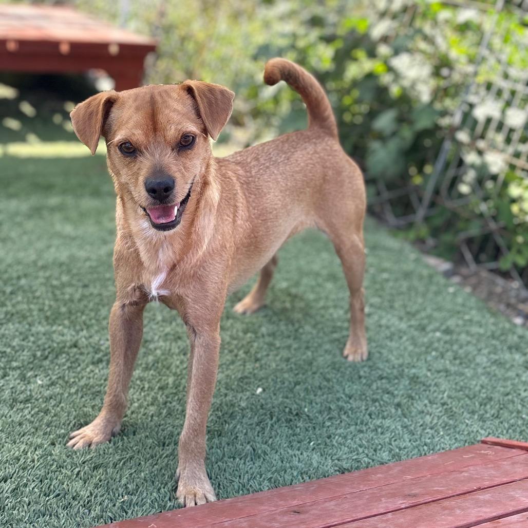Enlarge Bruno/Scrappy A1040144, a Adoptable Terrier in San Pablo, CA image 5/6