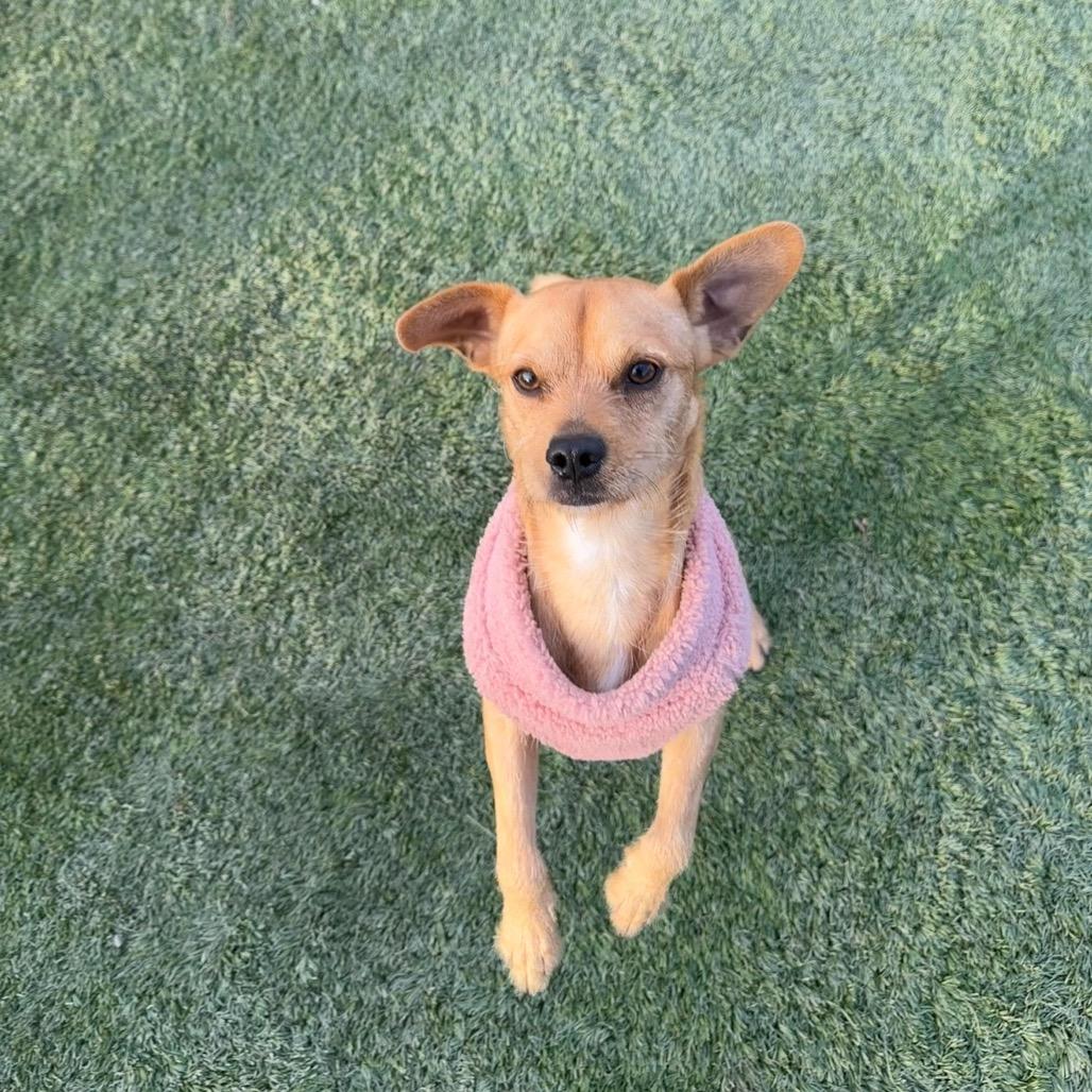 Bruno/Scrappy A1040144, a Adoptable Terrier in San Pablo, CA image 4/4