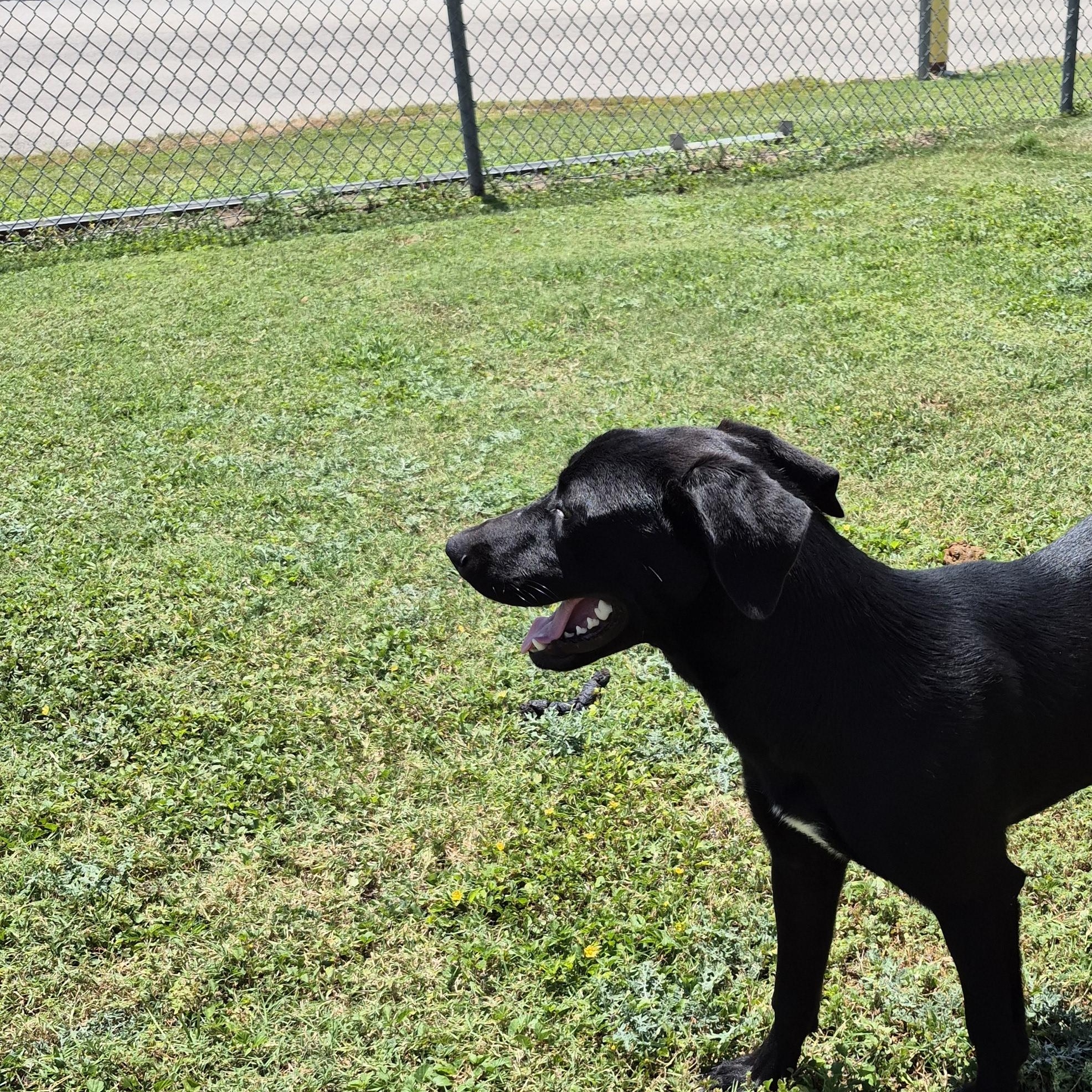 Nicasia, a ADOPTABLE Labrador Retriever in Schertz, TX image 2/4
