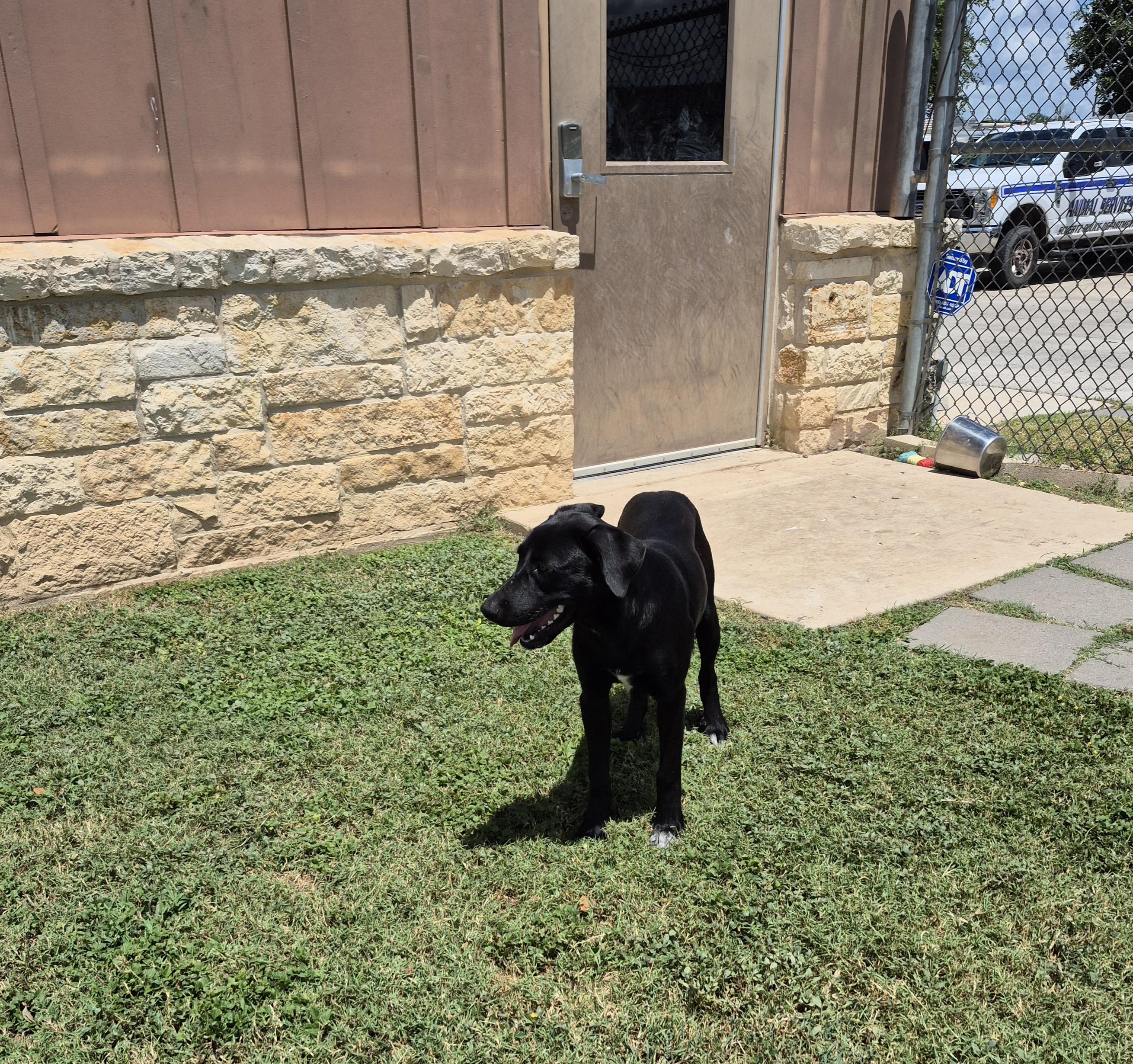 Nicasia, a ADOPTABLE Labrador Retriever in Schertz, TX image 4/4