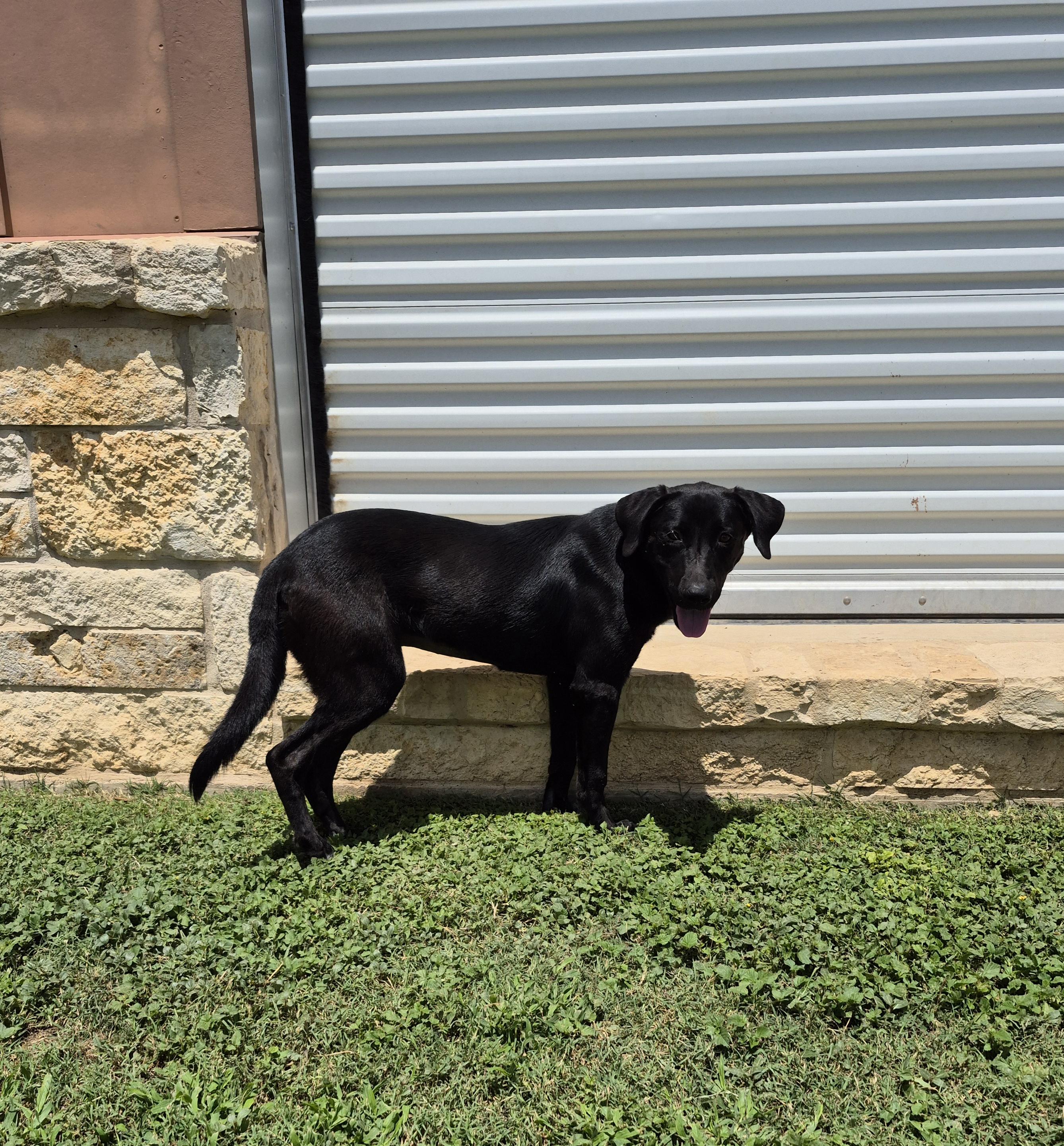 Nicasia, a ADOPTABLE Labrador Retriever in Schertz, TX image 3/4
