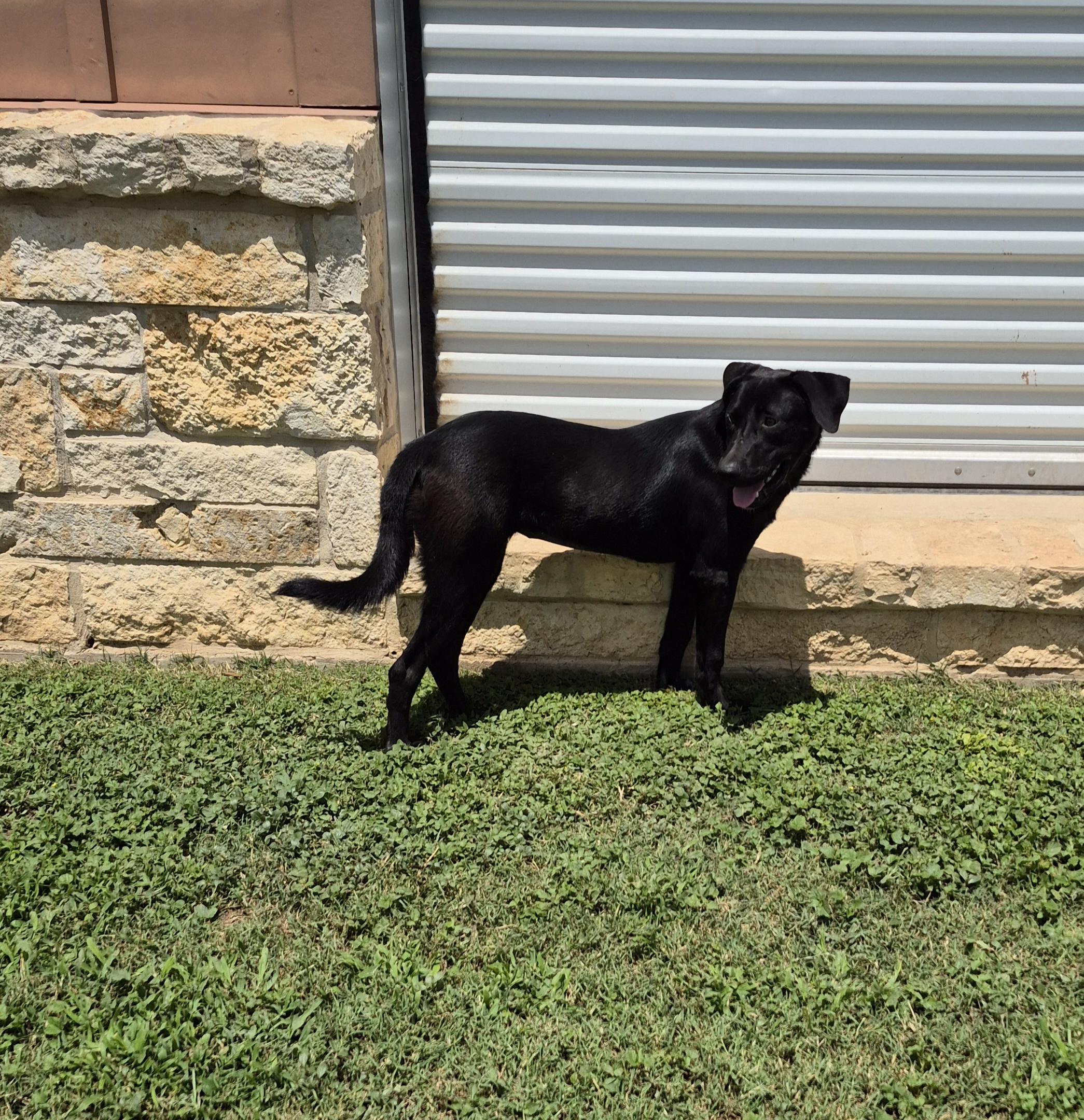 Nicasia, ADOPTABLE, Adult Female Labrador Retriever.
