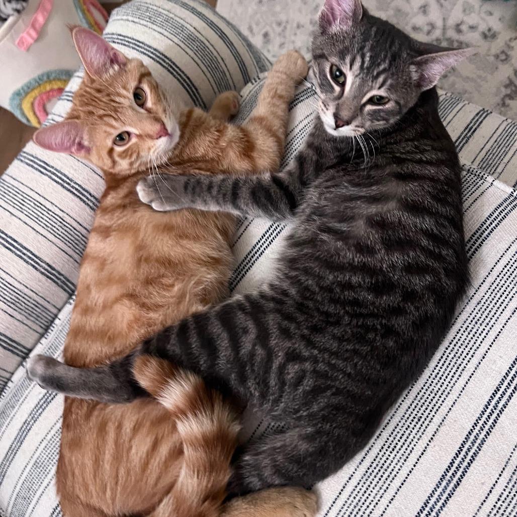 Vaquero, Adoptable, Kitten Male Domestic Short Hair.