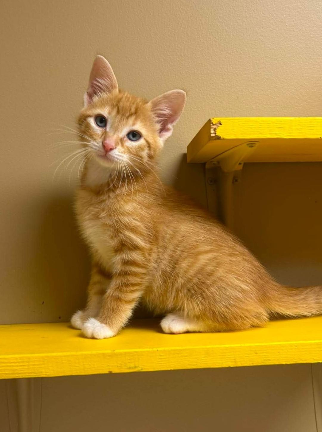 Pisces, an adopted mixed breed in Maryville, MO image 4/4