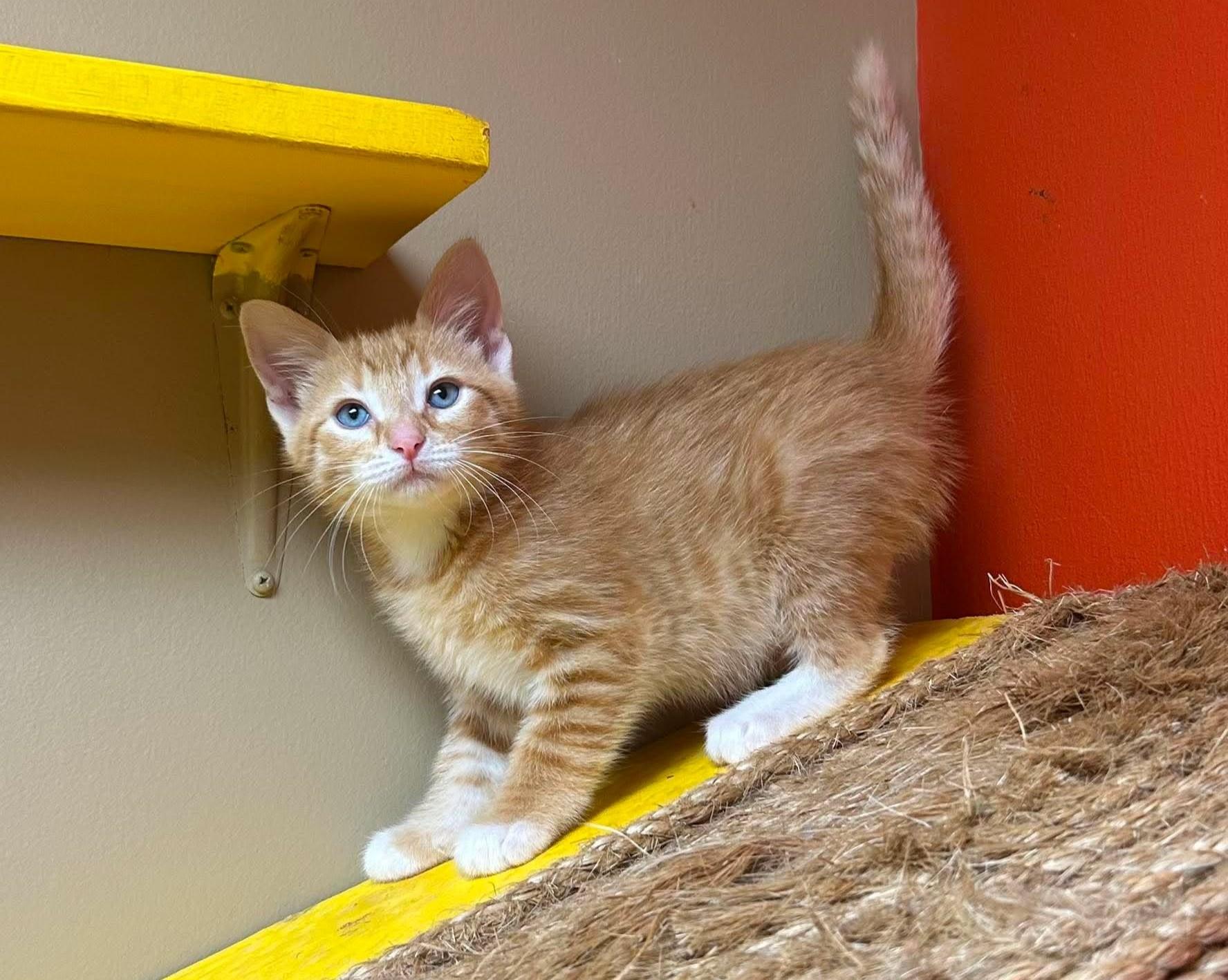 Pisces, adopted, Kitten Male Domestic Short Hair.