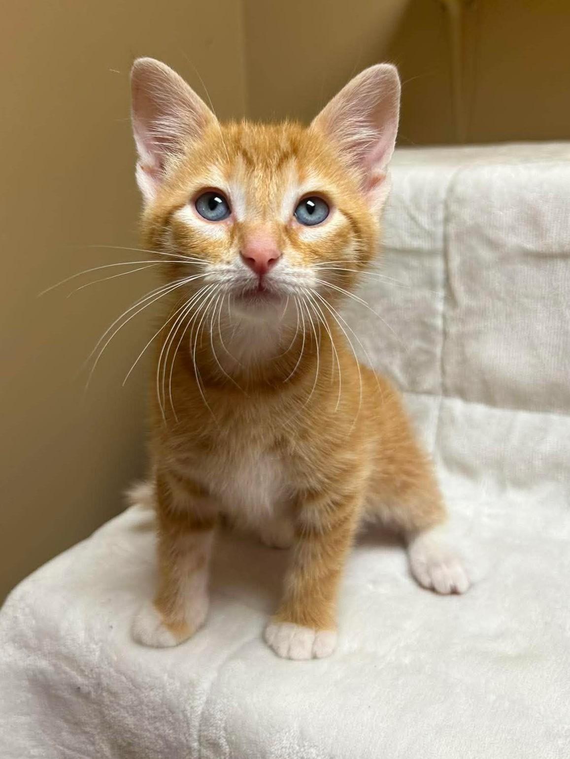 Pisces, an adopted mixed breed in Maryville, MO image 3/4