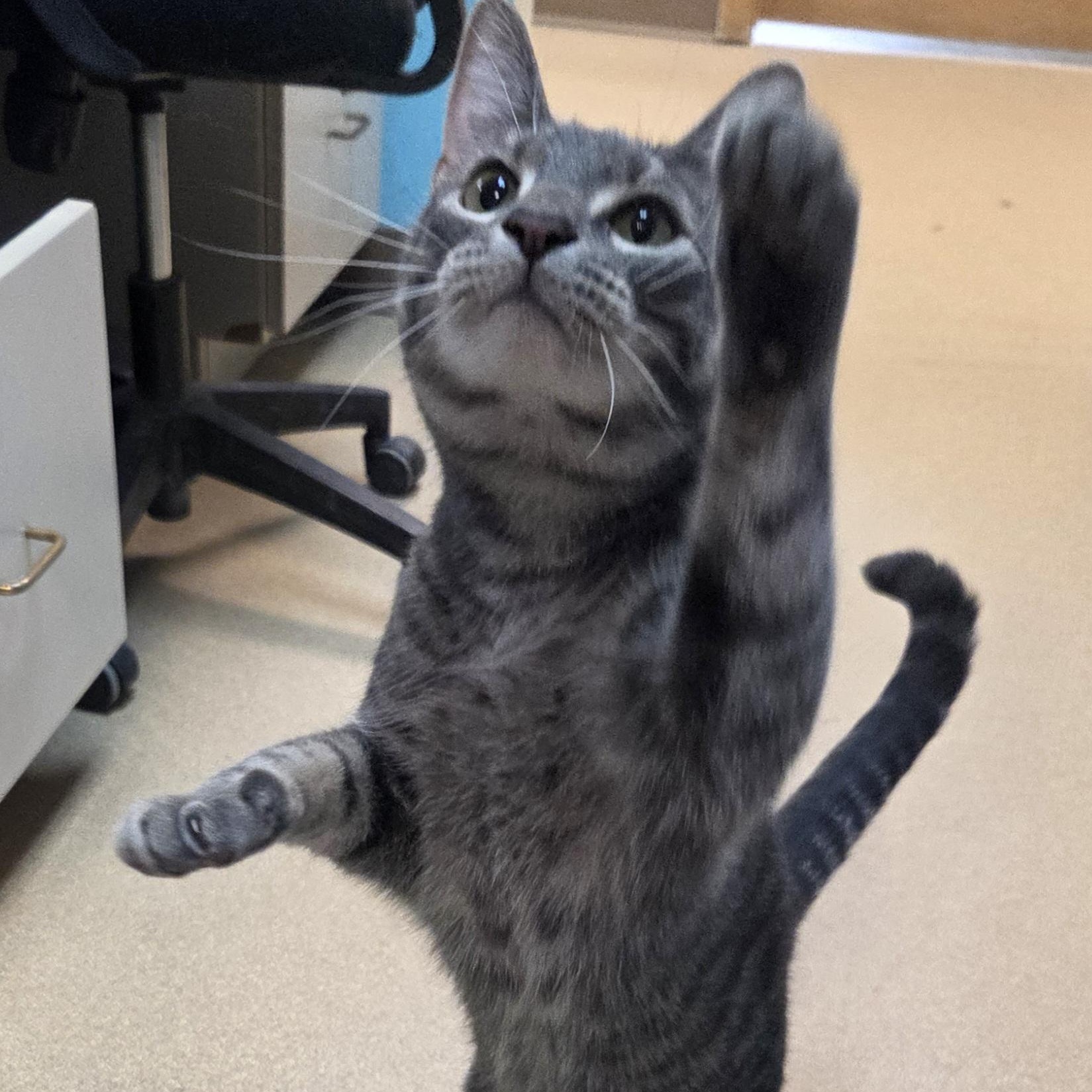 Enlarge South Paw, a Adoptable Domestic Short Hair in Brookings, SD image 3/5