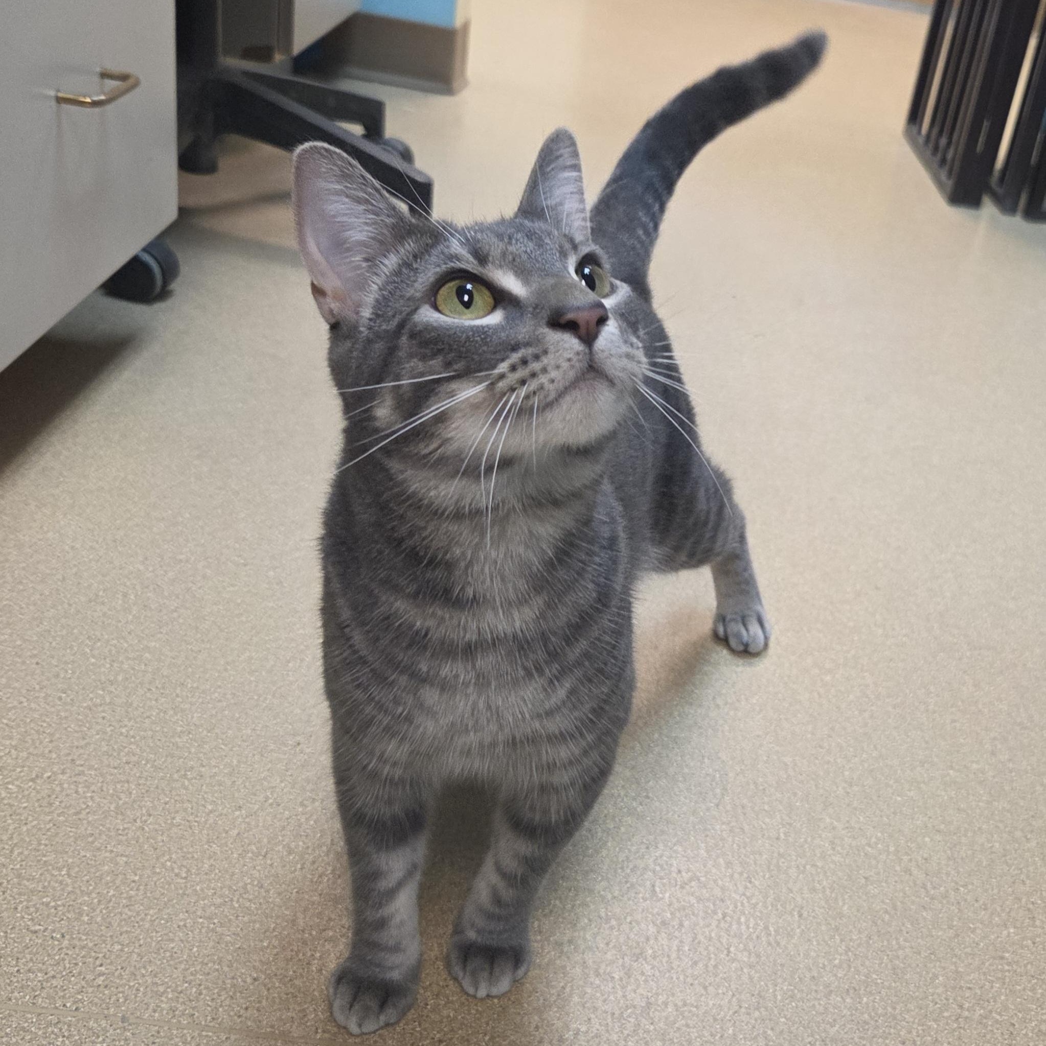 Enlarge South Paw, a Adoptable Domestic Short Hair in Brookings, SD image 2/5