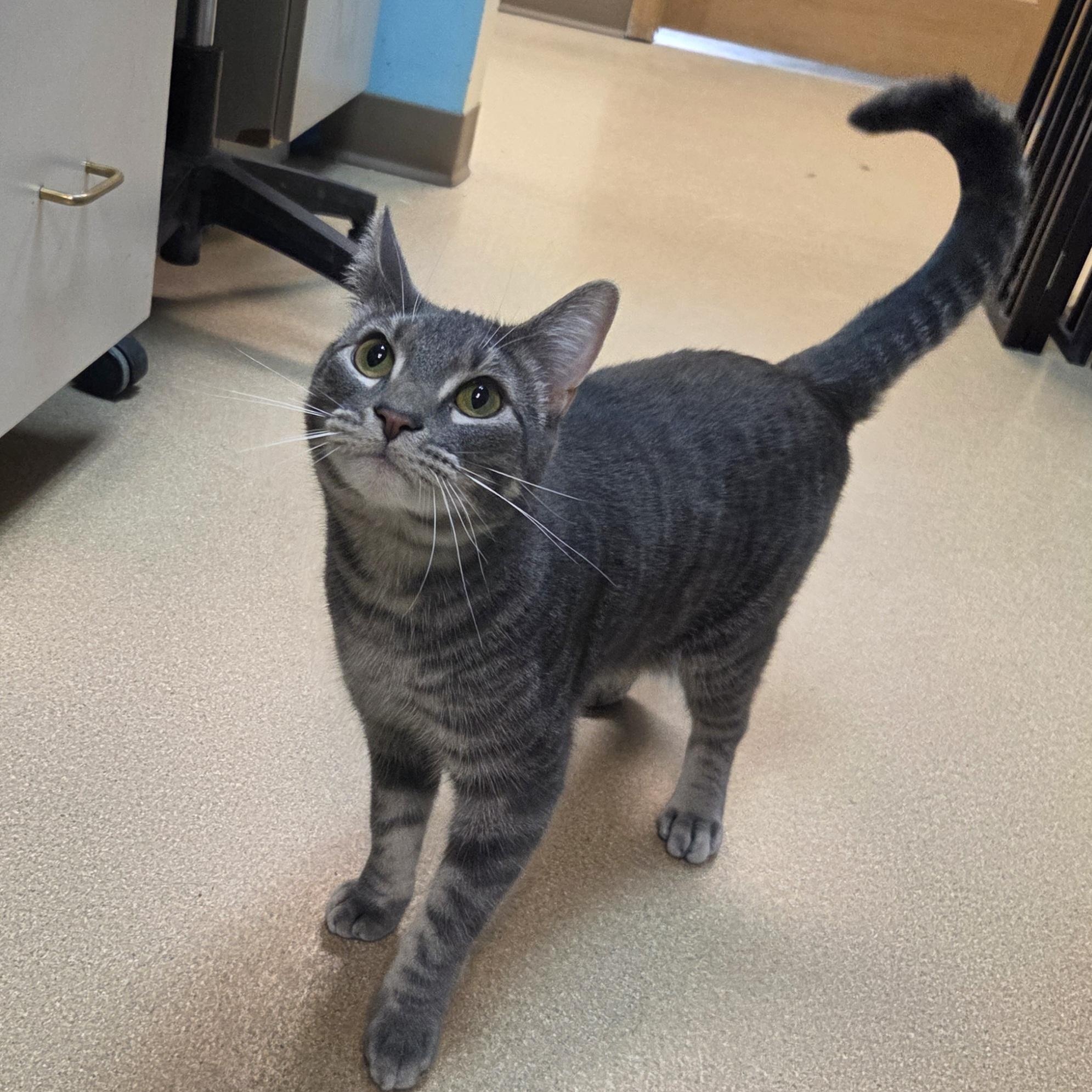 South Paw, an adoptable Domestic Short Hair in Brookings, SD, 57006 | Photo Image 4