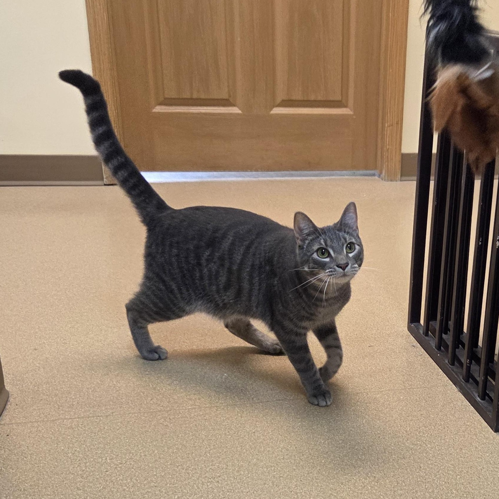 Enlarge South Paw, a Adoptable Domestic Short Hair in Brookings, SD image 5/5