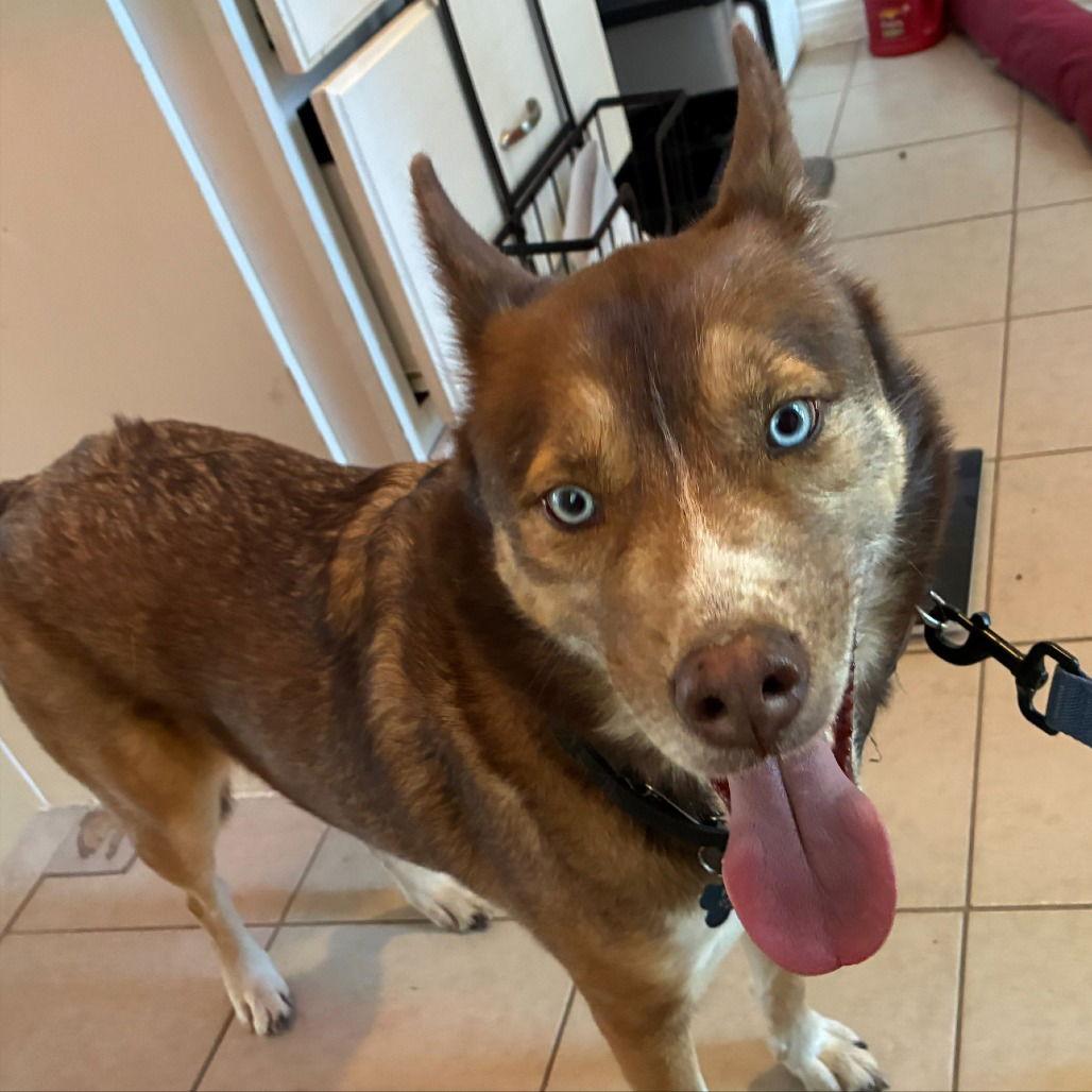 Archie II (New Digs)