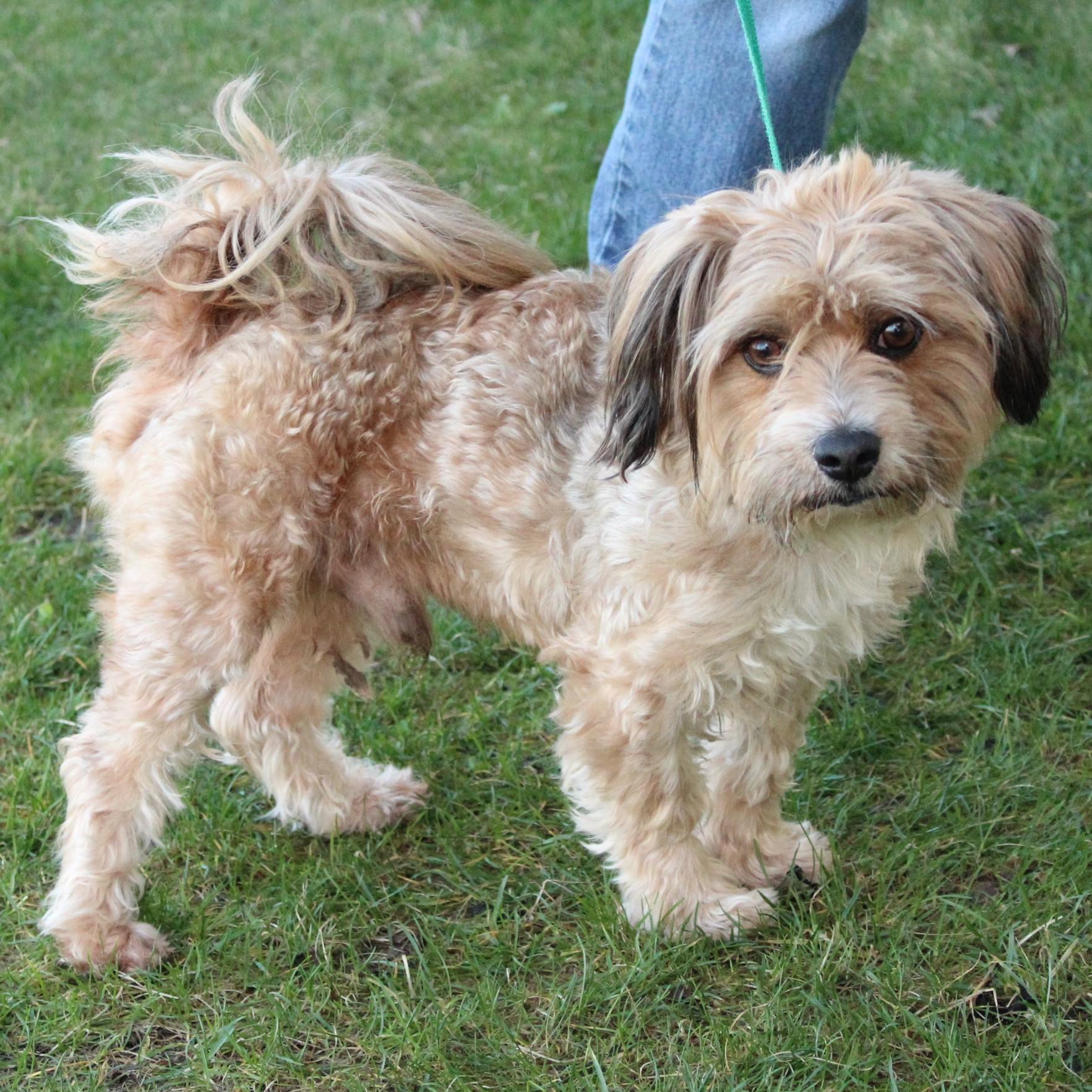 Enlarge Tinker Toy, an adopted mixed breed in Eaton, OH image 2/6