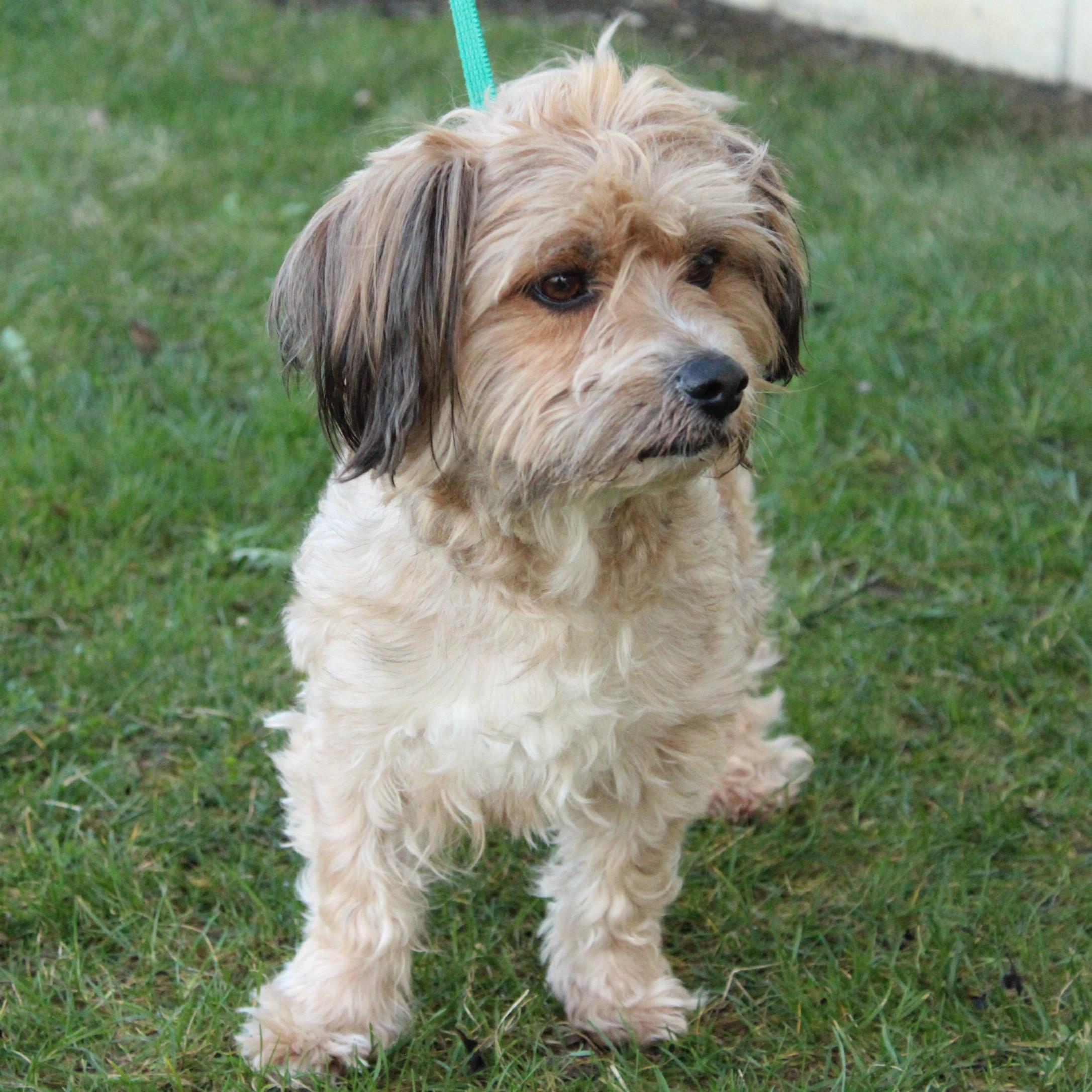 Enlarge Tinker Toy, an adopted mixed breed in Eaton, OH image 5/6