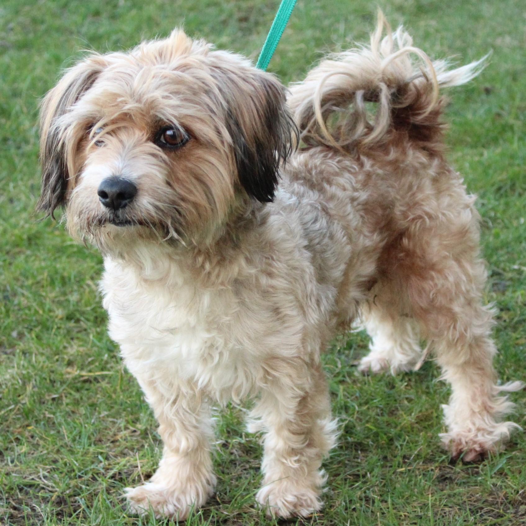 Enlarge Tinker Toy, an adopted mixed breed in Eaton, OH image 6/6