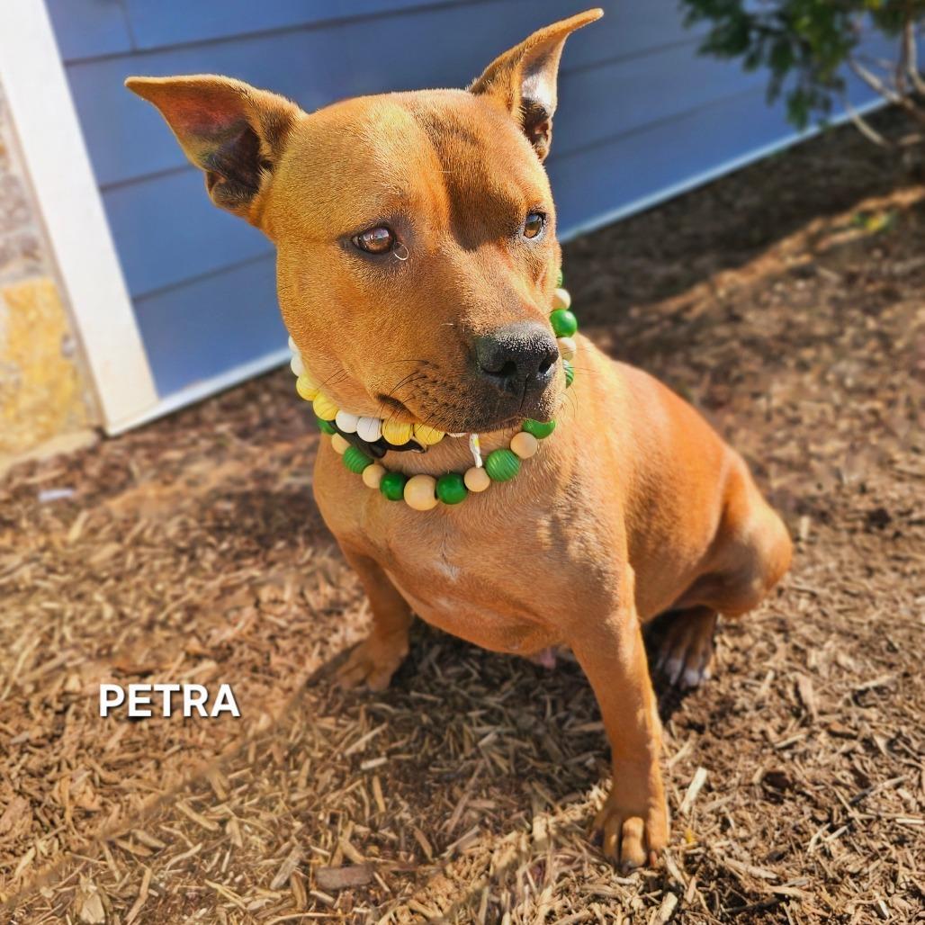 Enlarge Petra, a Adoptable mixed breed in Madisonville, TN image 1/6