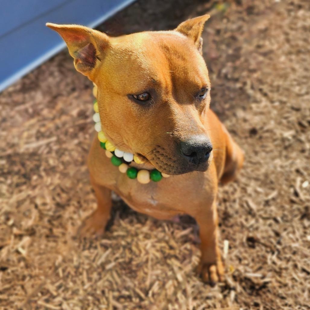 Enlarge Petra, a Adoptable mixed breed in Madisonville, TN image 2/6