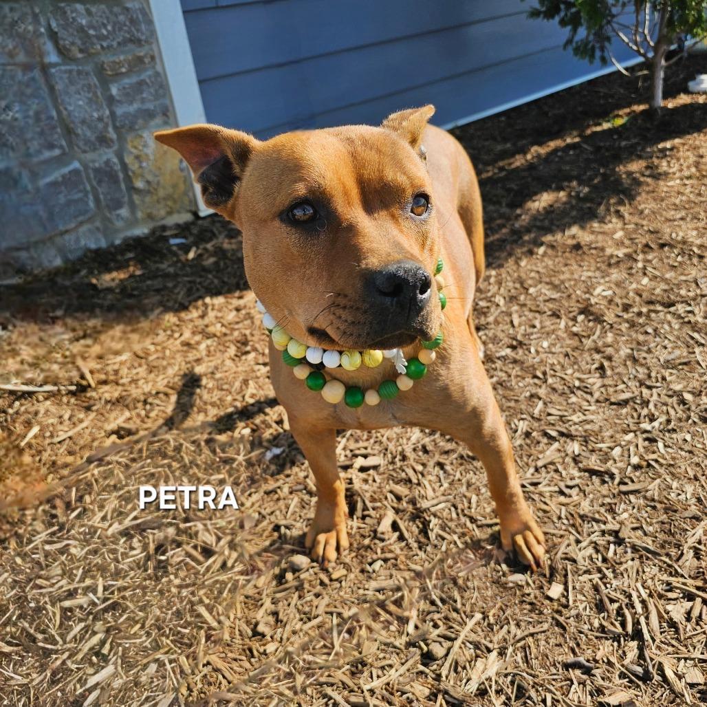 Enlarge Petra, a Adoptable mixed breed in Madisonville, TN image 3/6