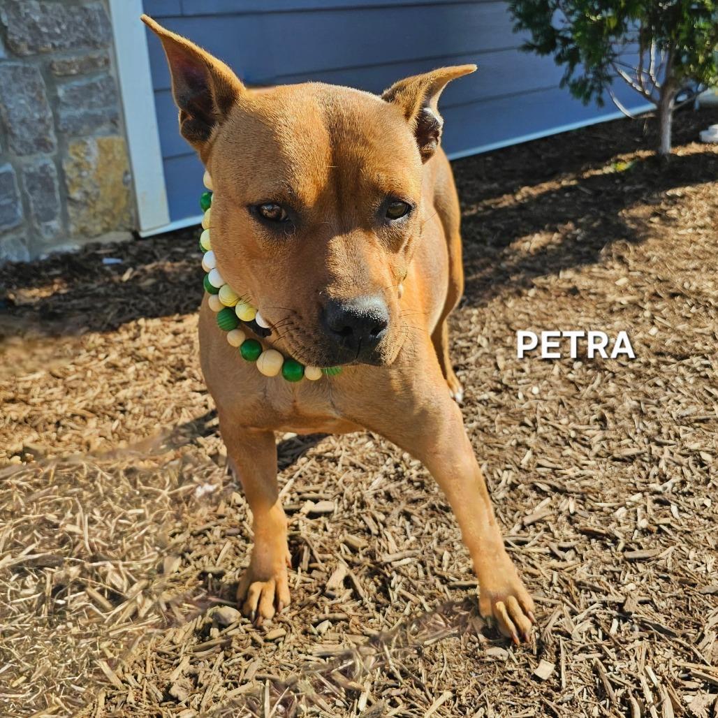 Enlarge Petra, a Adoptable mixed breed in Madisonville, TN image 4/6