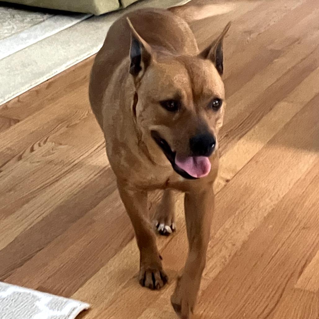 Enlarge Petra, a Adoptable mixed breed in Madisonville, TN image 5/6