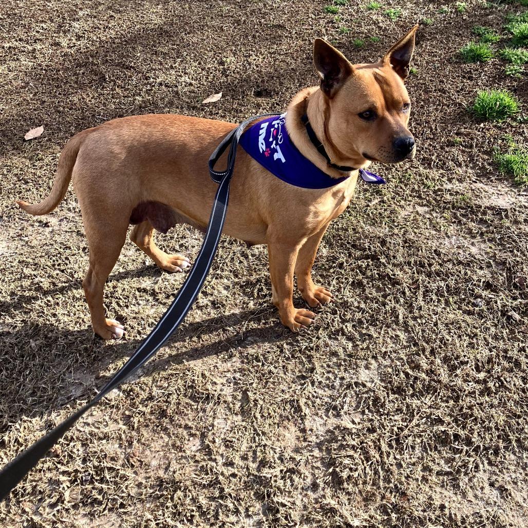 Enlarge Petra, a Adoptable mixed breed in Madisonville, TN image 6/6