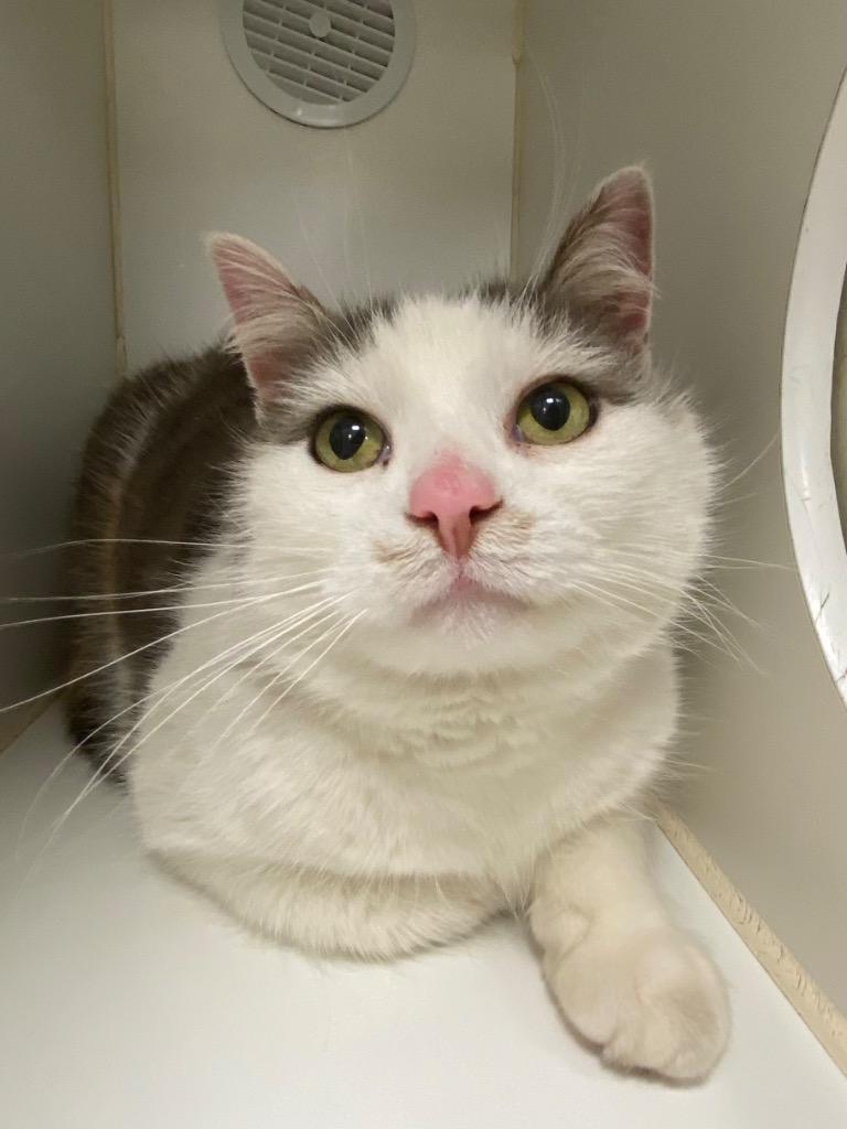 Rhonda (Victoria Ct)