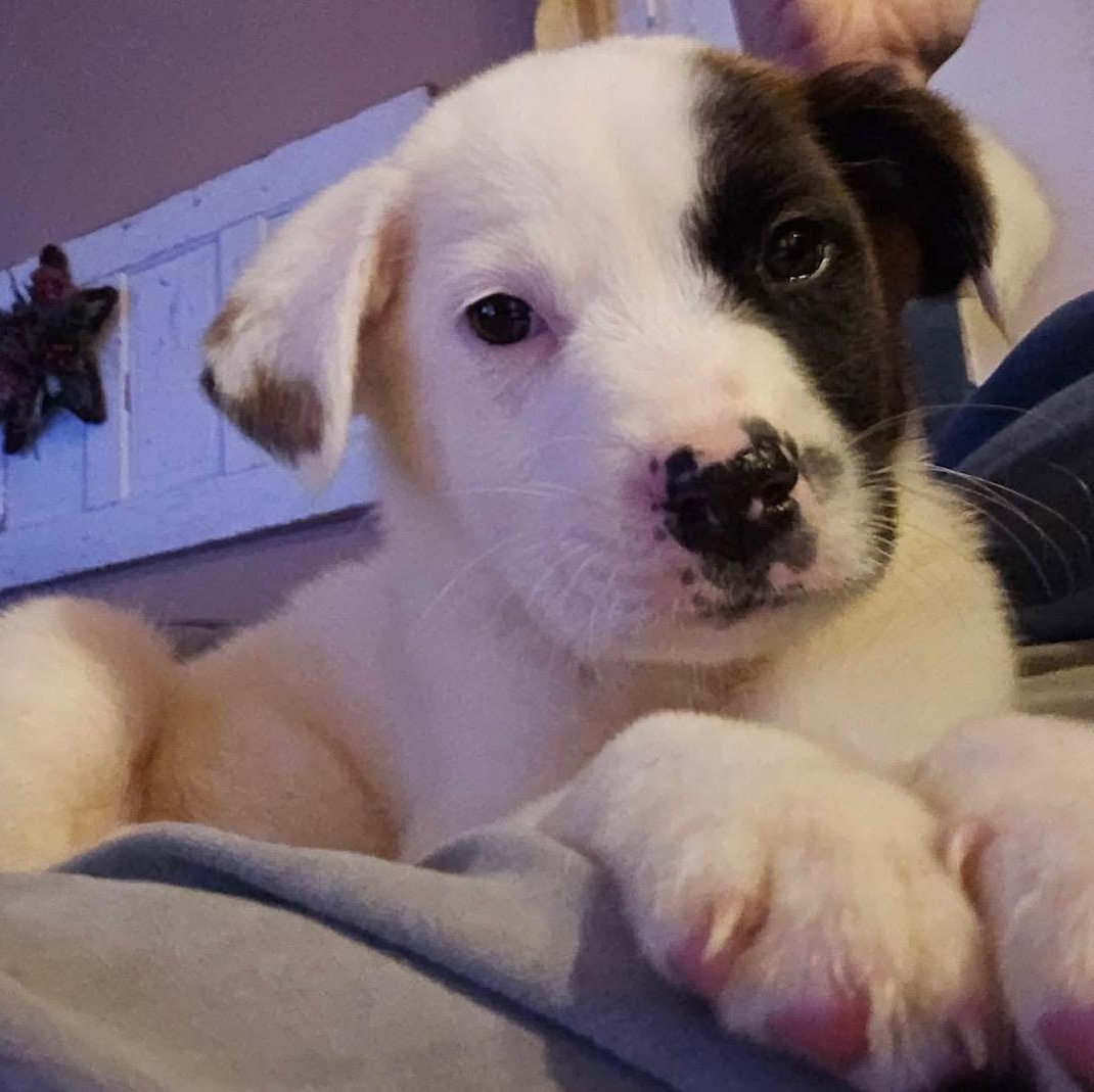 Hardee, ADOPTABLE, Puppy Male Australian Shepherd & Jack Russell Terrier.