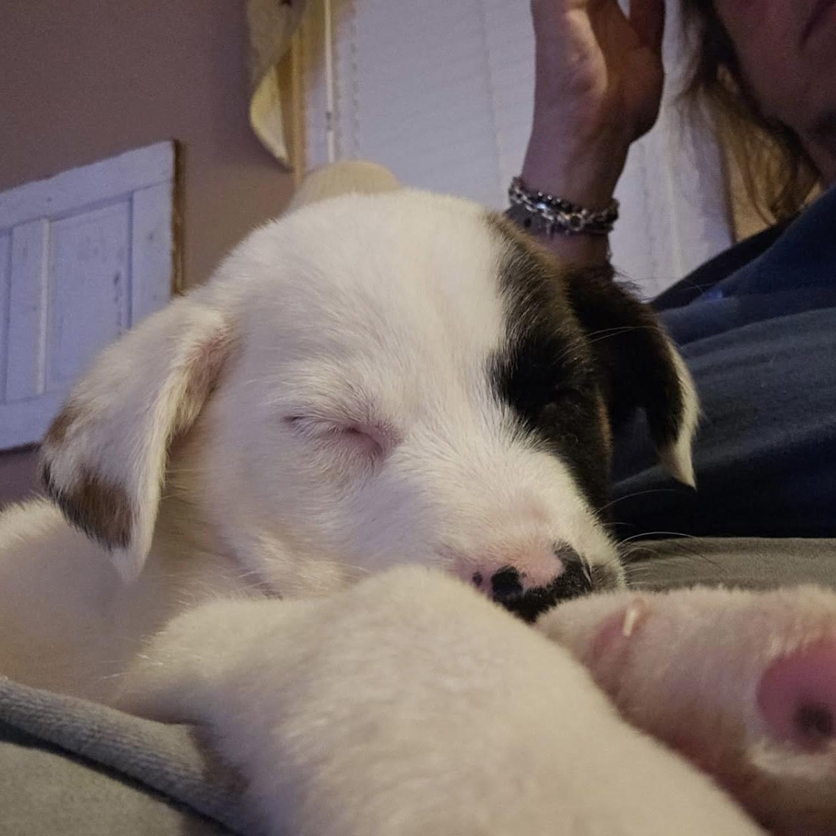 Enlarge Hardee, a ADOPTABLE mixed breed in Bethlehem, PA image 4/5