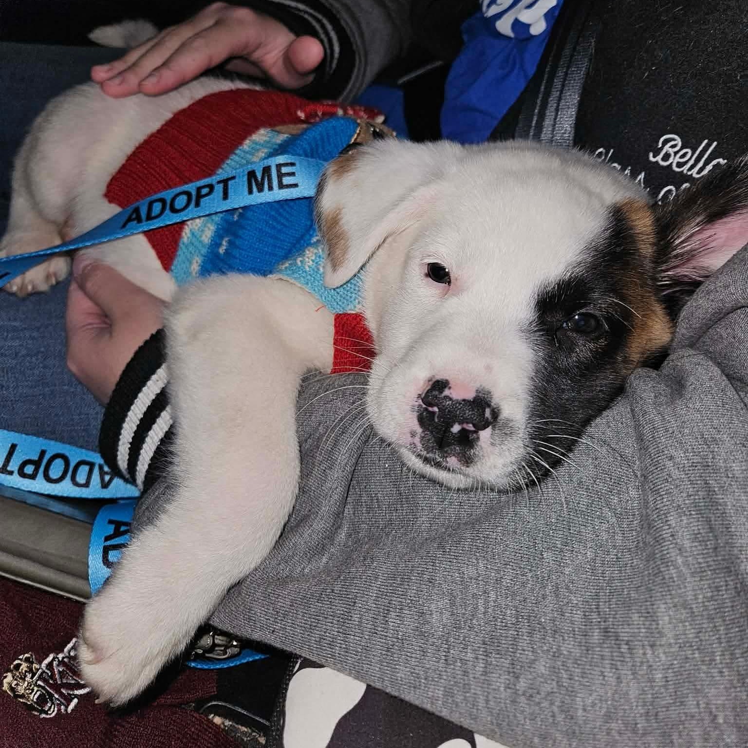 Enlarge Hardee, a ADOPTABLE mixed breed in Bethlehem, PA image 2/5