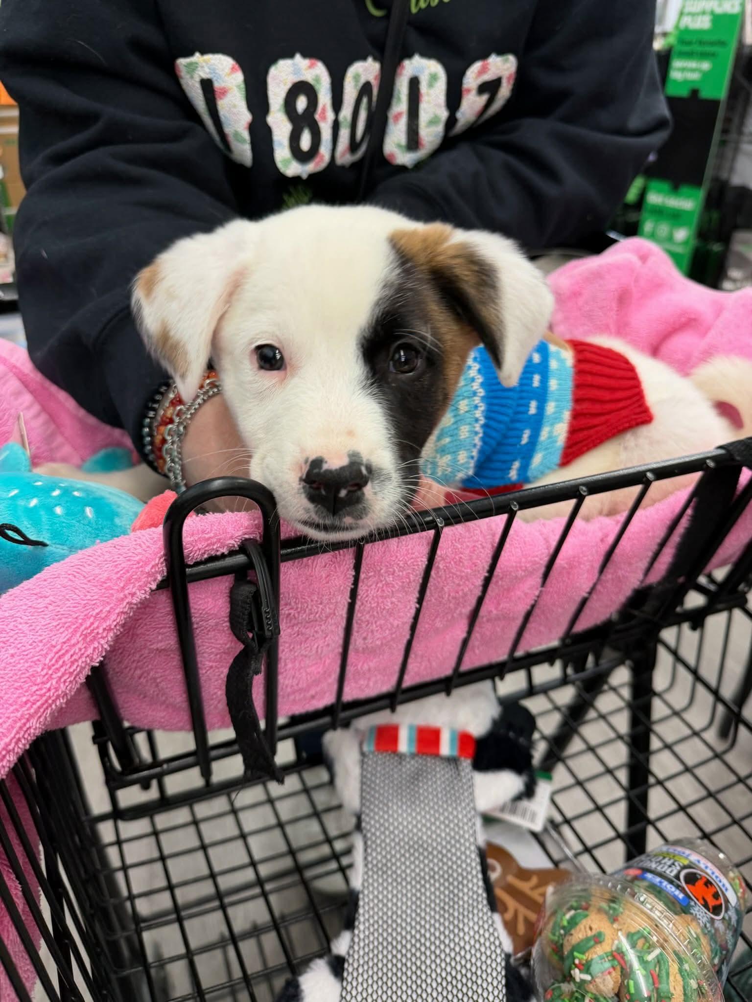 Hardee, ADOPTABLE, Puppy Male Australian Shepherd & Jack Russell Terrier.