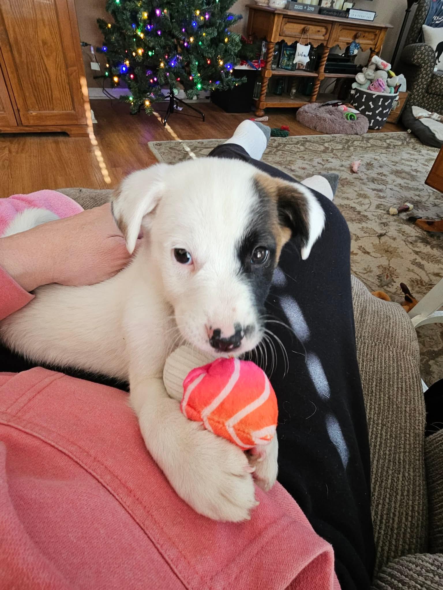 Enlarge Hardee, a ADOPTABLE mixed breed in Bethlehem, PA image 5/5