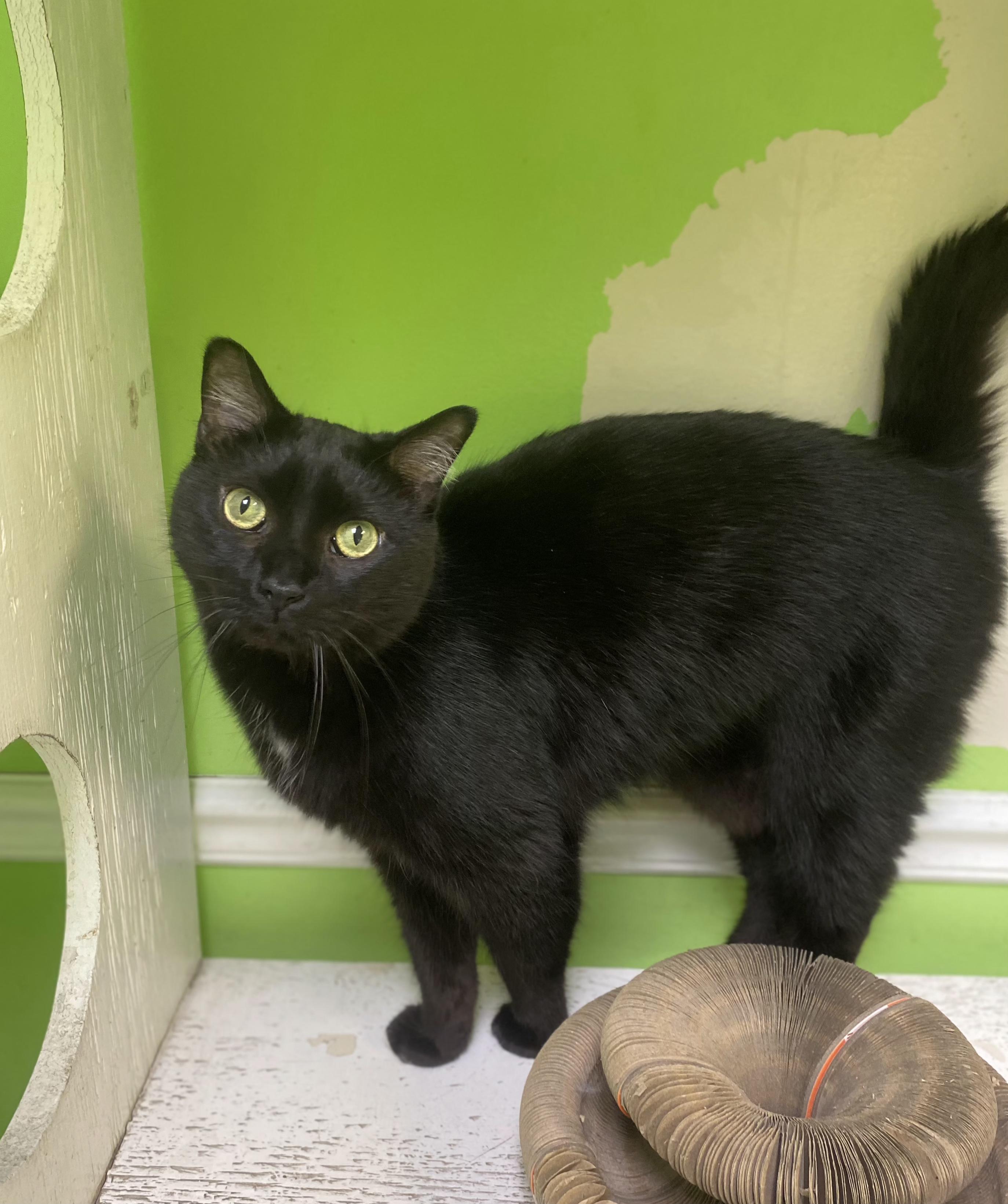 Tinker, ADOPTABLE, Adult Male Domestic Medium Hair.