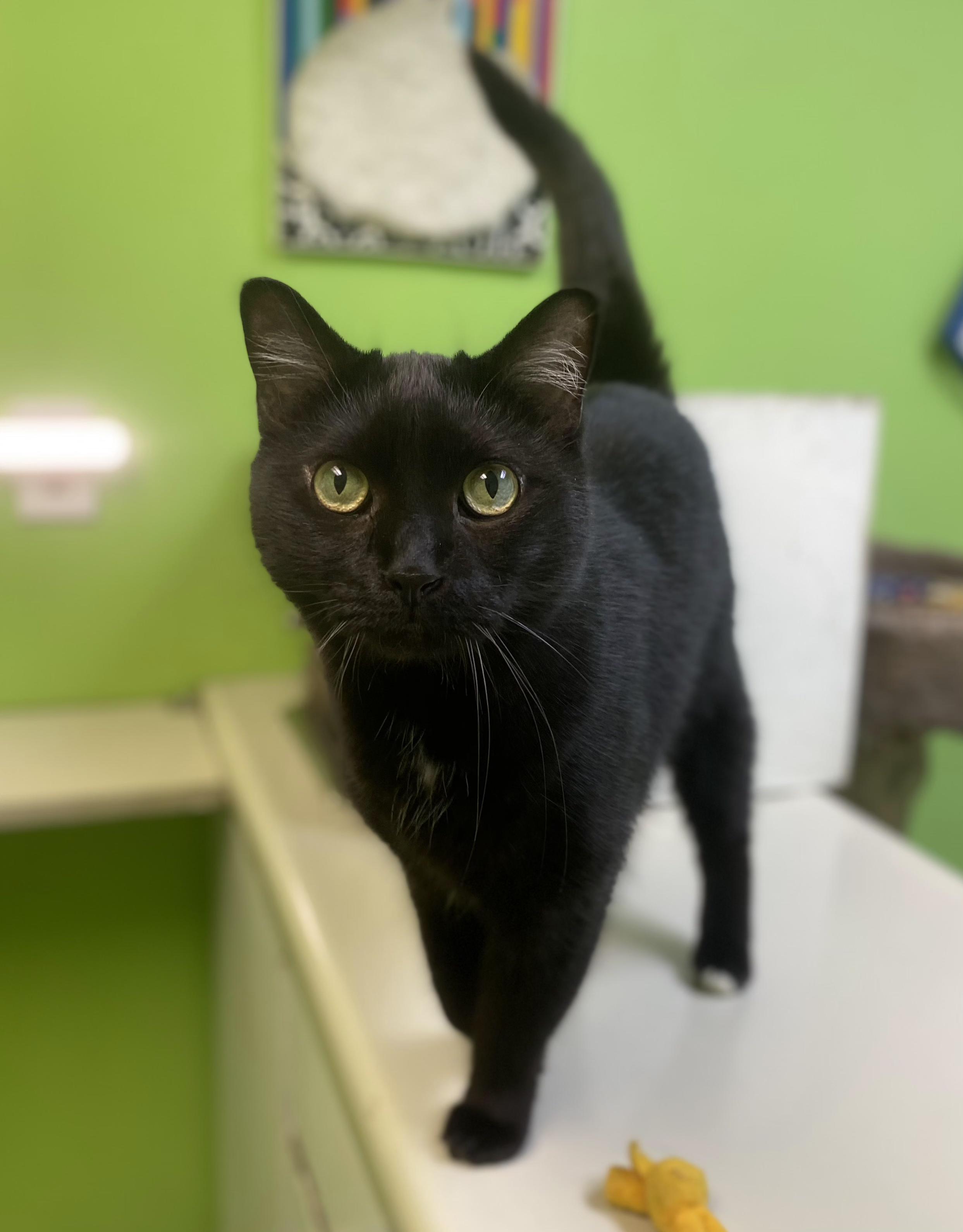 Tinker, a ADOPTABLE Domestic Medium Hair in Memphis, TN image 2/2
