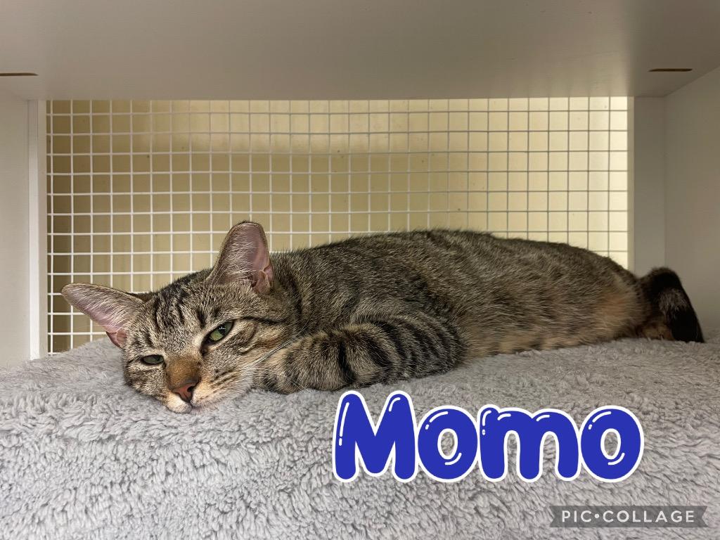 Enlarge MoMo, a Adoptable mixed breed in Fort Oglethorpe, GA image 2/5