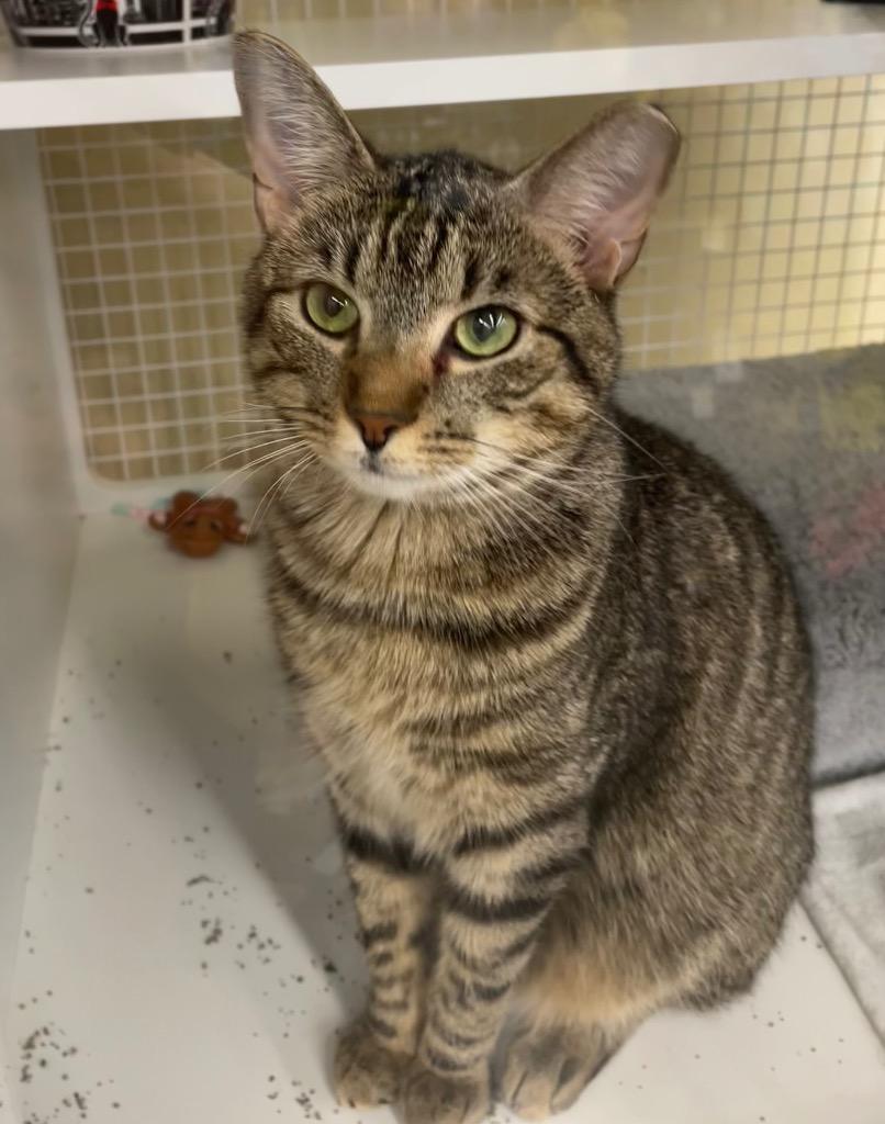 MoMo, a Adoptable mixed breed in Fort Oglethorpe, GA image 2/5