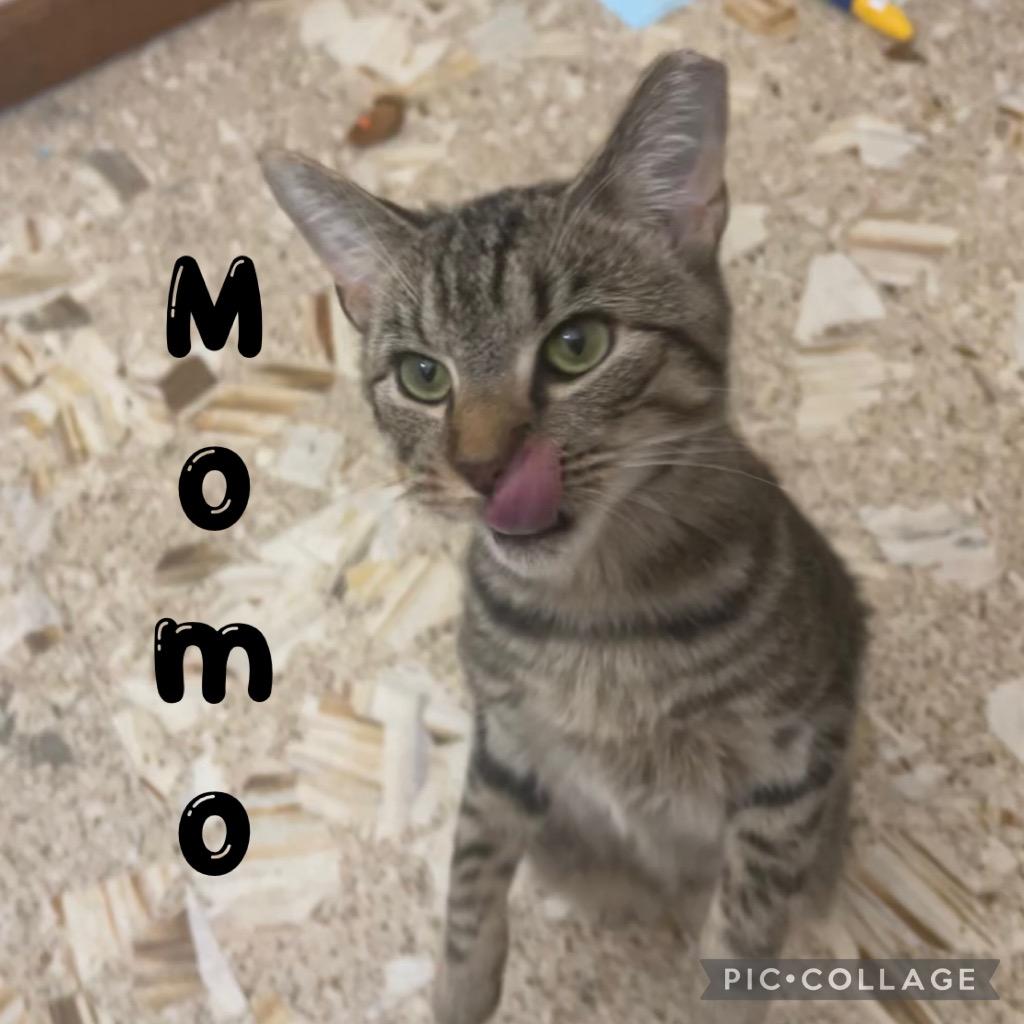 MoMo, a Adoptable mixed breed in Fort Oglethorpe, GA image 3/5