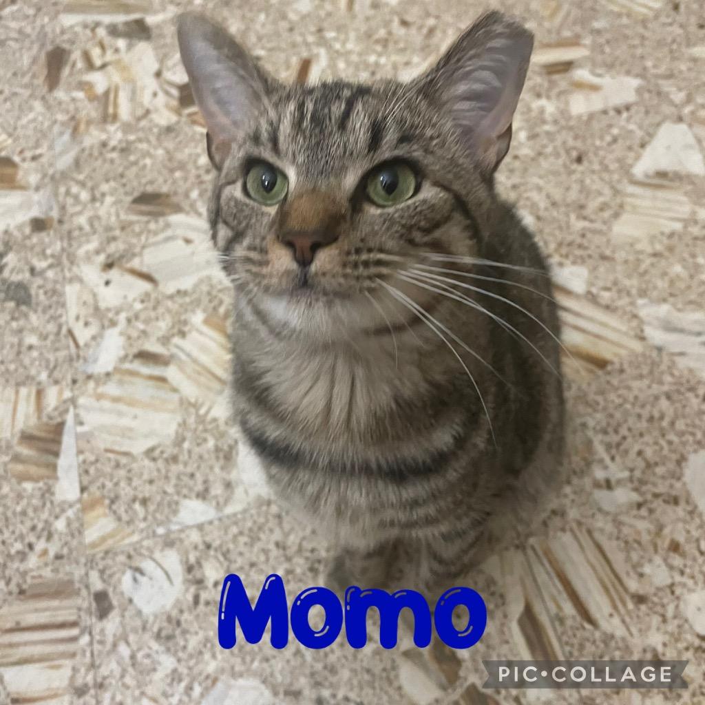 Enlarge MoMo, a Adoptable mixed breed in Fort Oglethorpe, GA image 3/5
