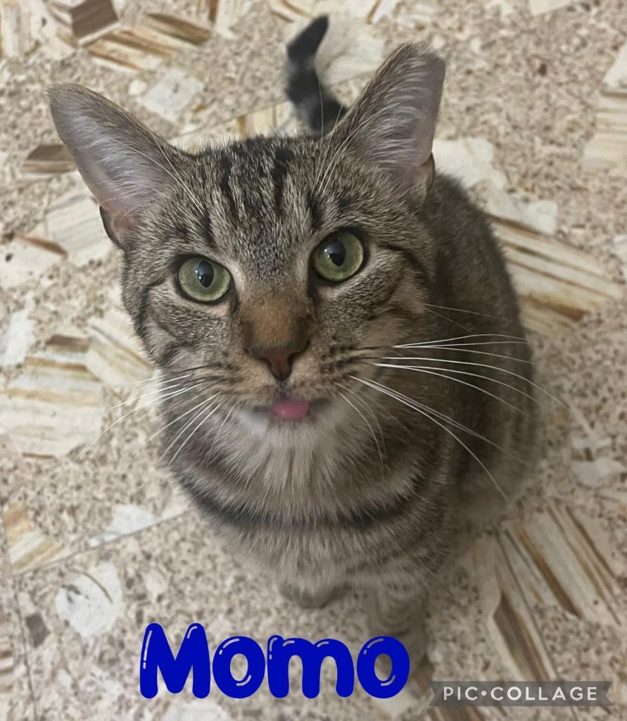 Enlarge MoMo, a Adoptable mixed breed in Fort Oglethorpe, GA image 5/5