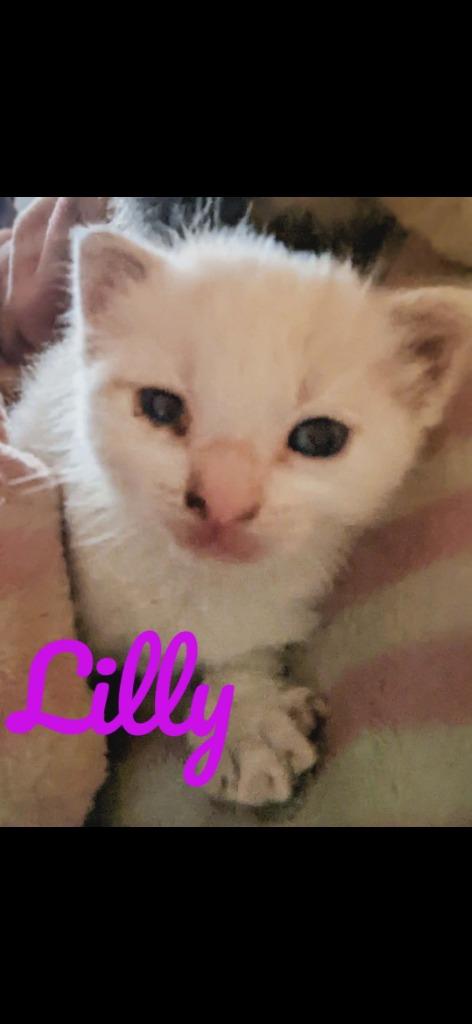 Lilly, Adoptable, Kitten Female Siamese.