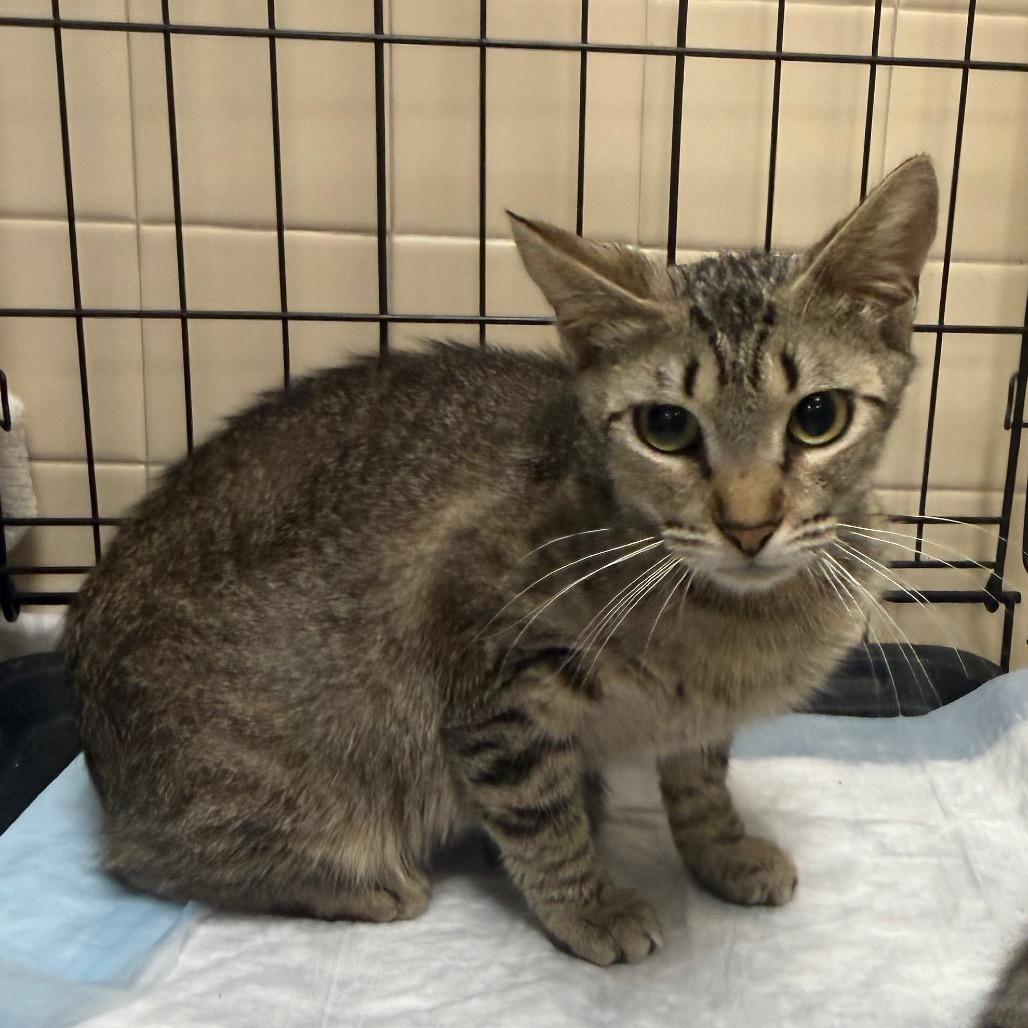 Violet, Adoptable, Adult Female Domestic Short Hair.