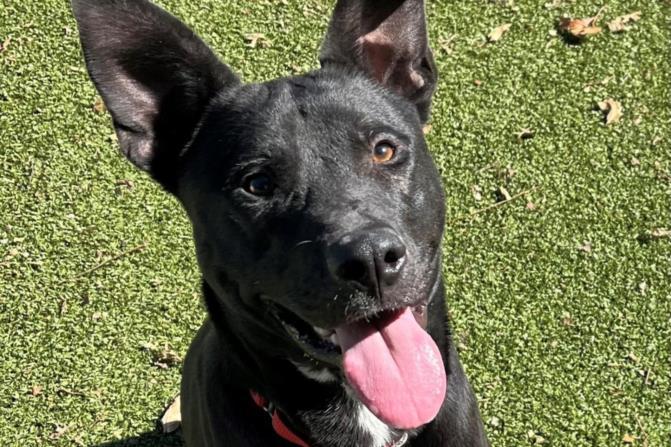 HAPPY, Adoptable, Adult Male Labrador Retriever & Mixed Breed.