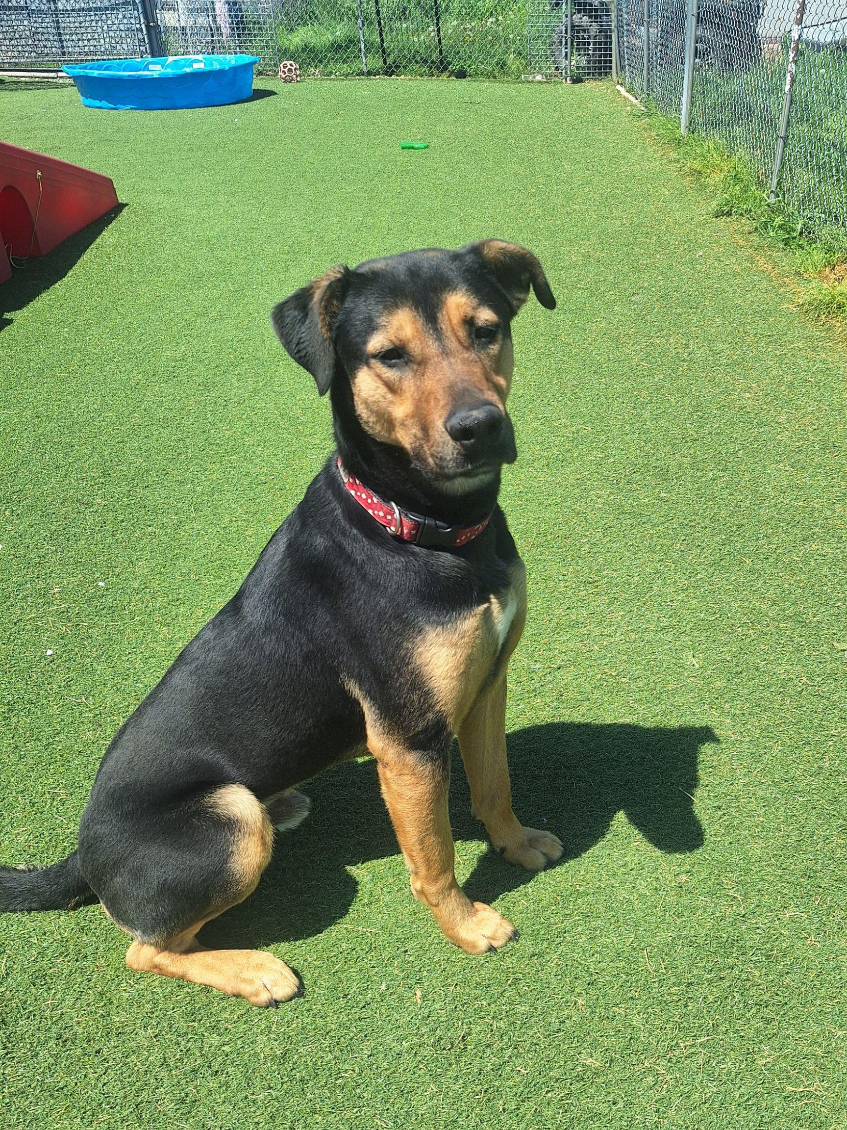 Enlarge Griffin, a ADOPTABLE mixed breed in Waterdown, ON image 1/6