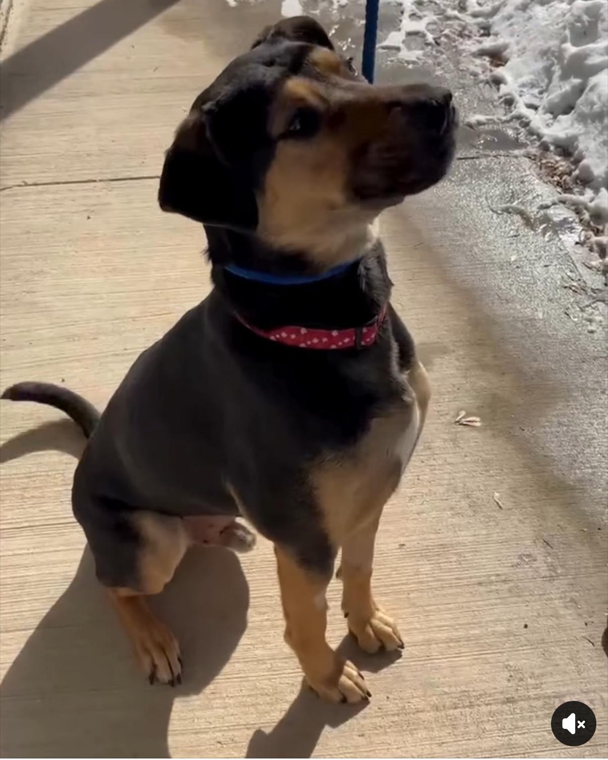 Griffin, ADOPTABLE, Adult Male Shepherd.