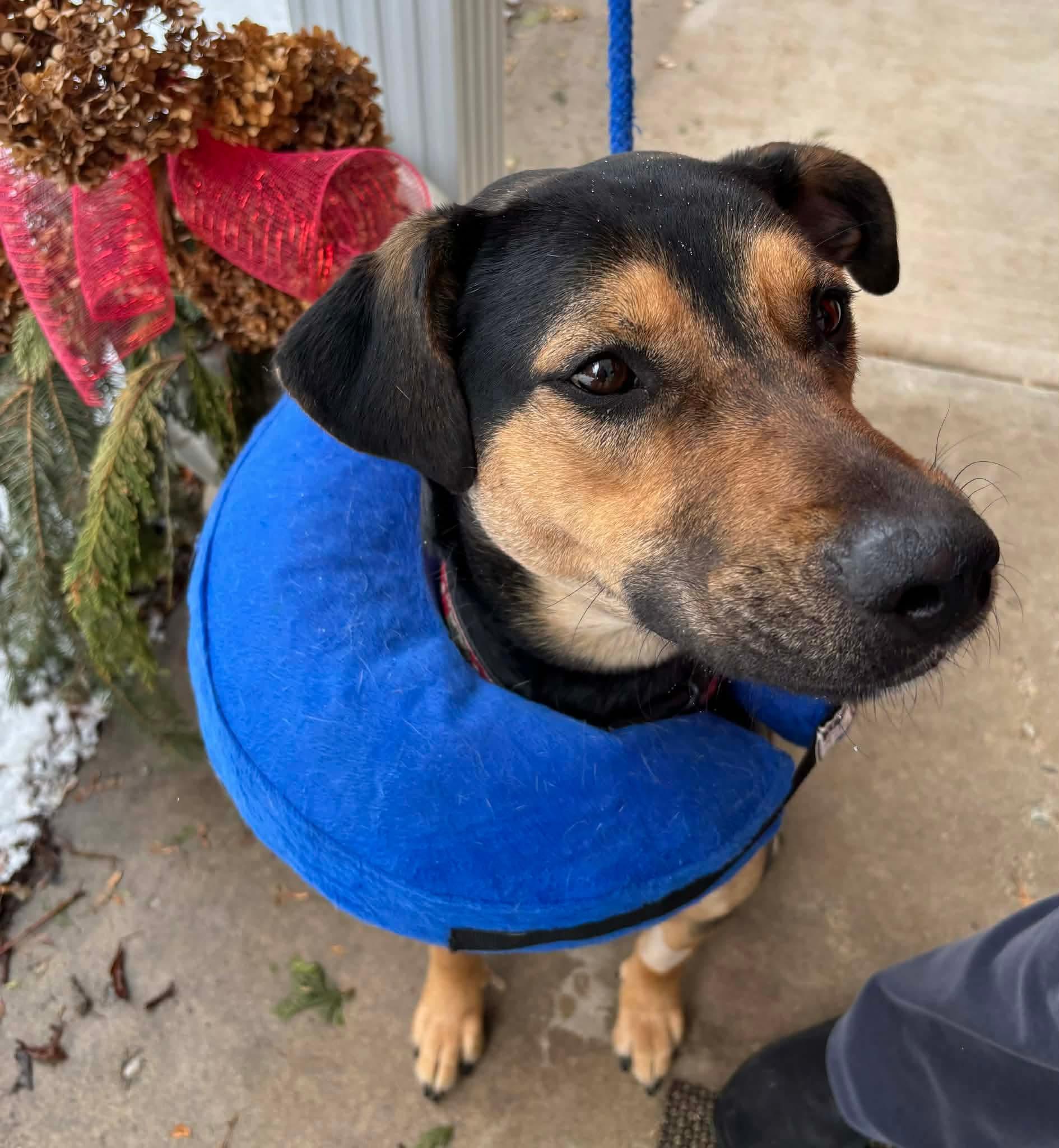 Enlarge Griffin, a ADOPTABLE mixed breed in Waterdown, ON image 3/3